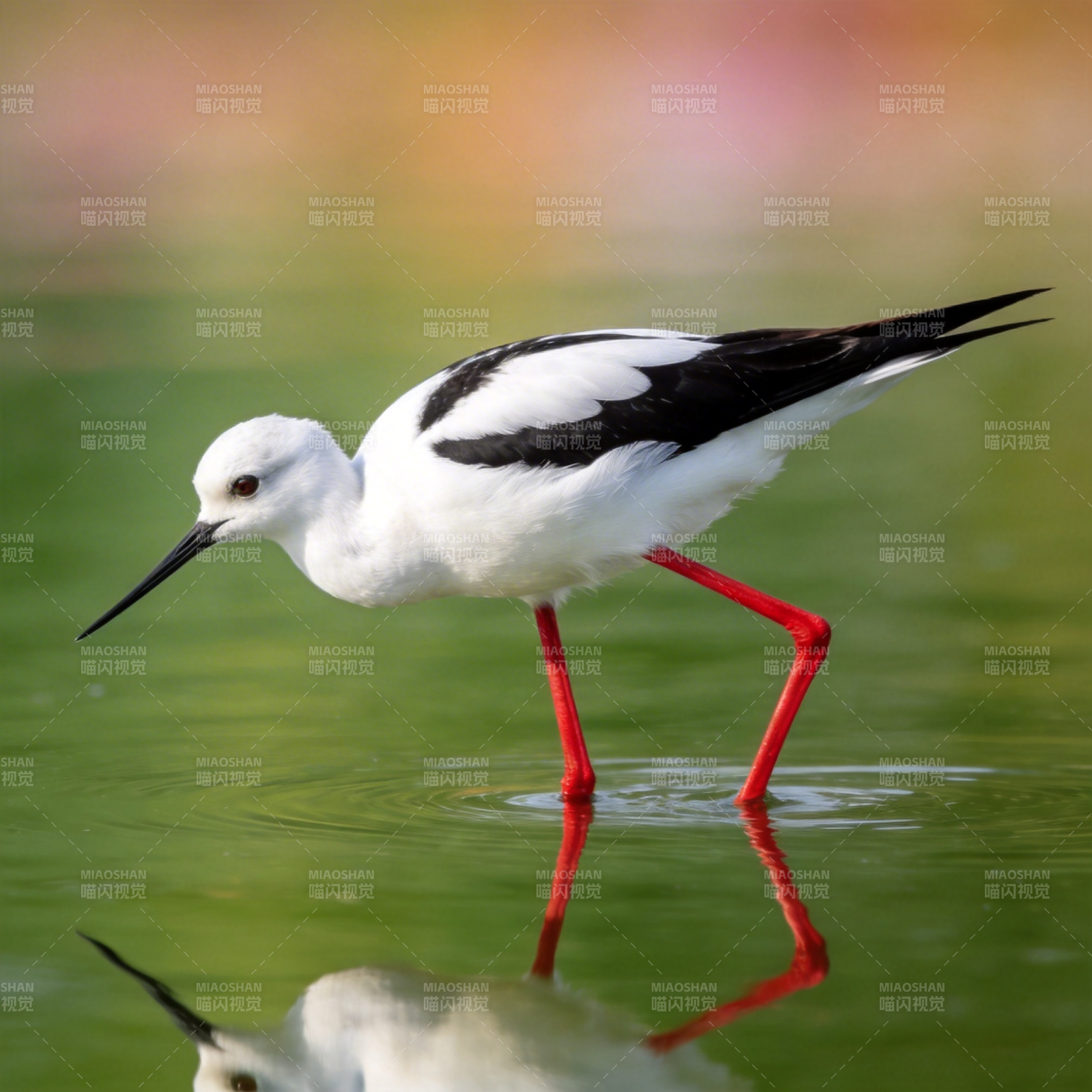 黑翅长脚鹬涉水图片