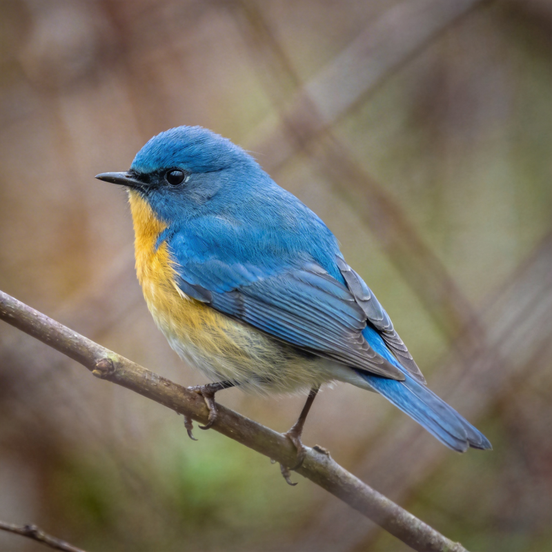 蓝羽小鸟栖枝头图片