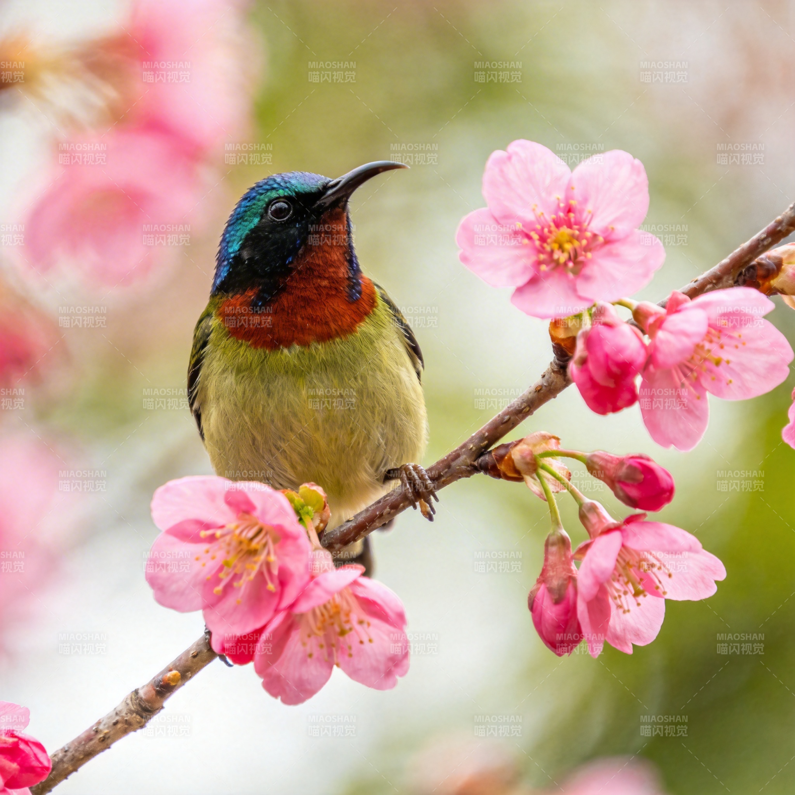 花枝上的彩鸟图片