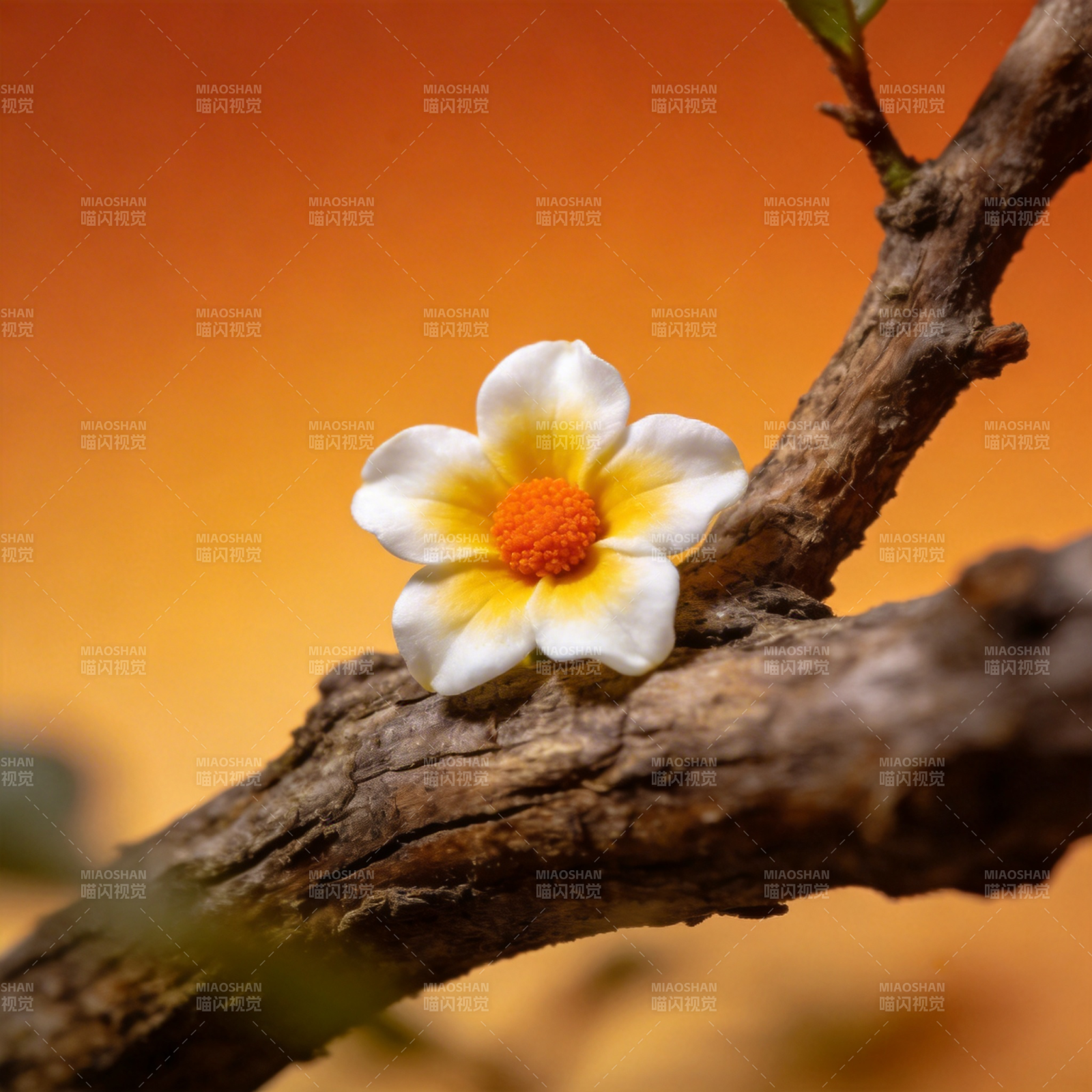 枝头绽放的白花图片