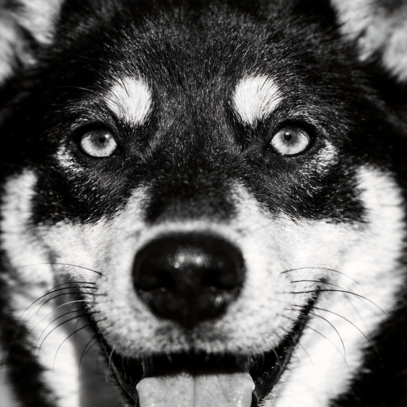 黑白犬眼凝视图片