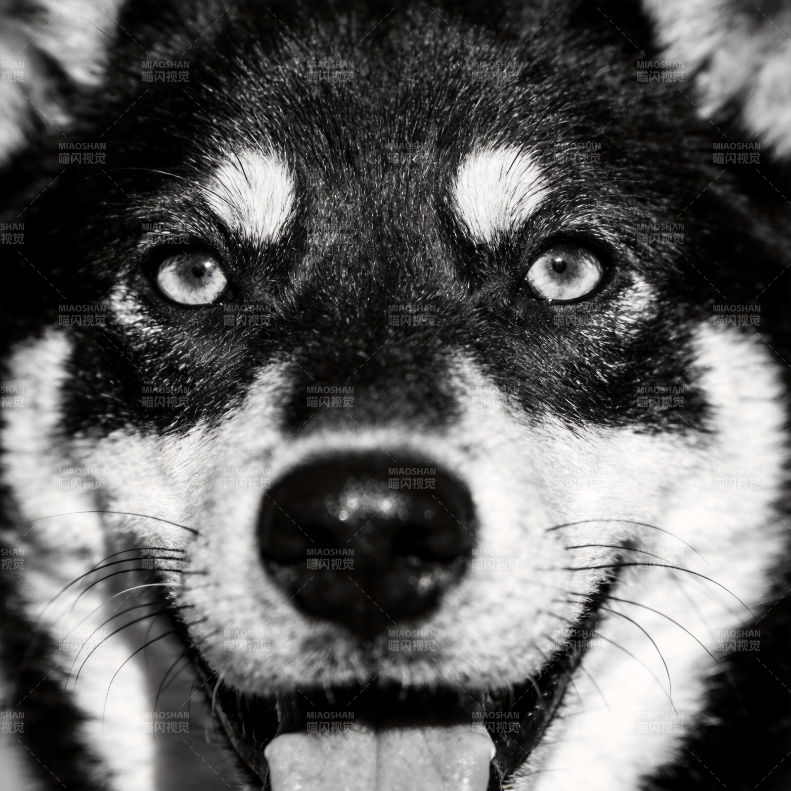 黑白犬眼凝视图片
