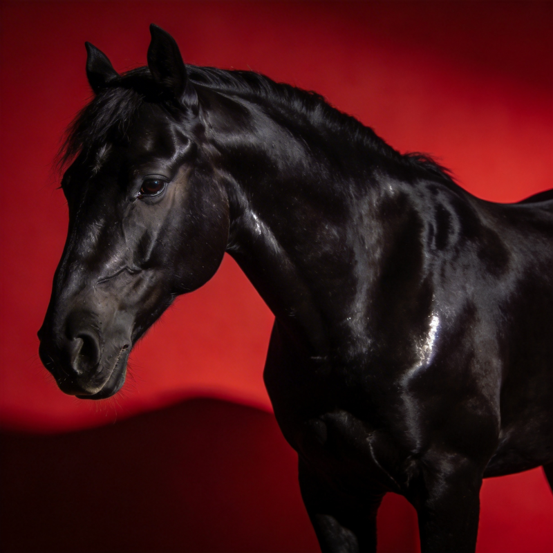 黑骏马 红幕影图片