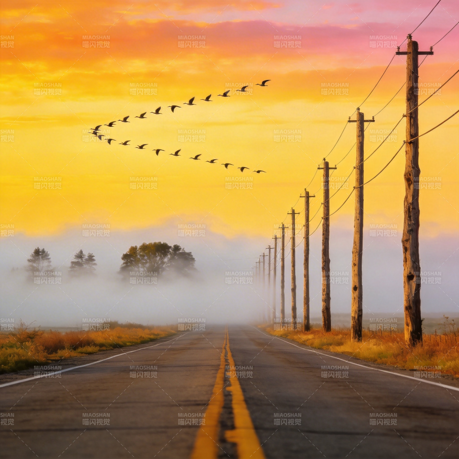 晨雾公路飞鸟图片