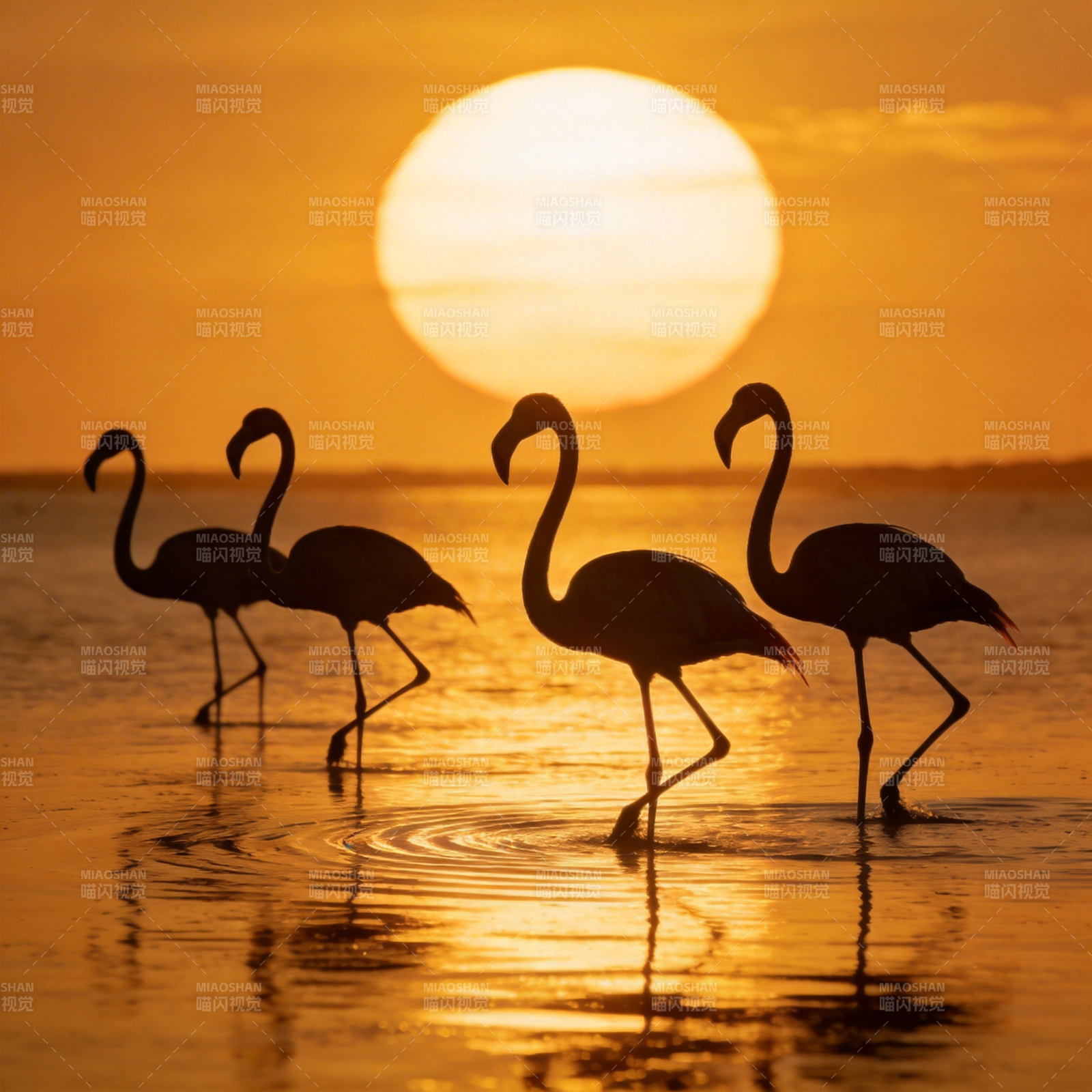 夕阳下的火烈鸟图片