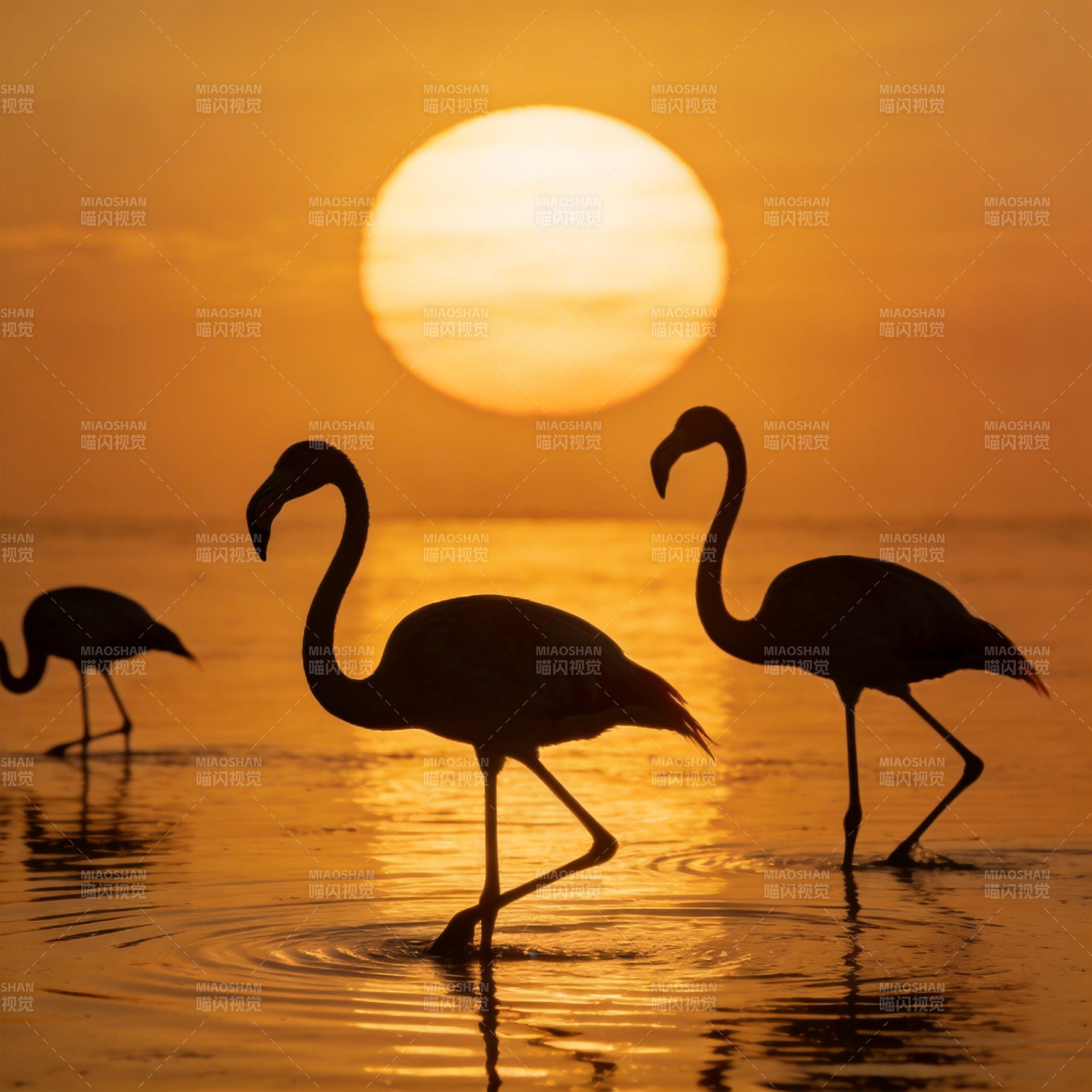 夕阳下的火烈鸟图片
