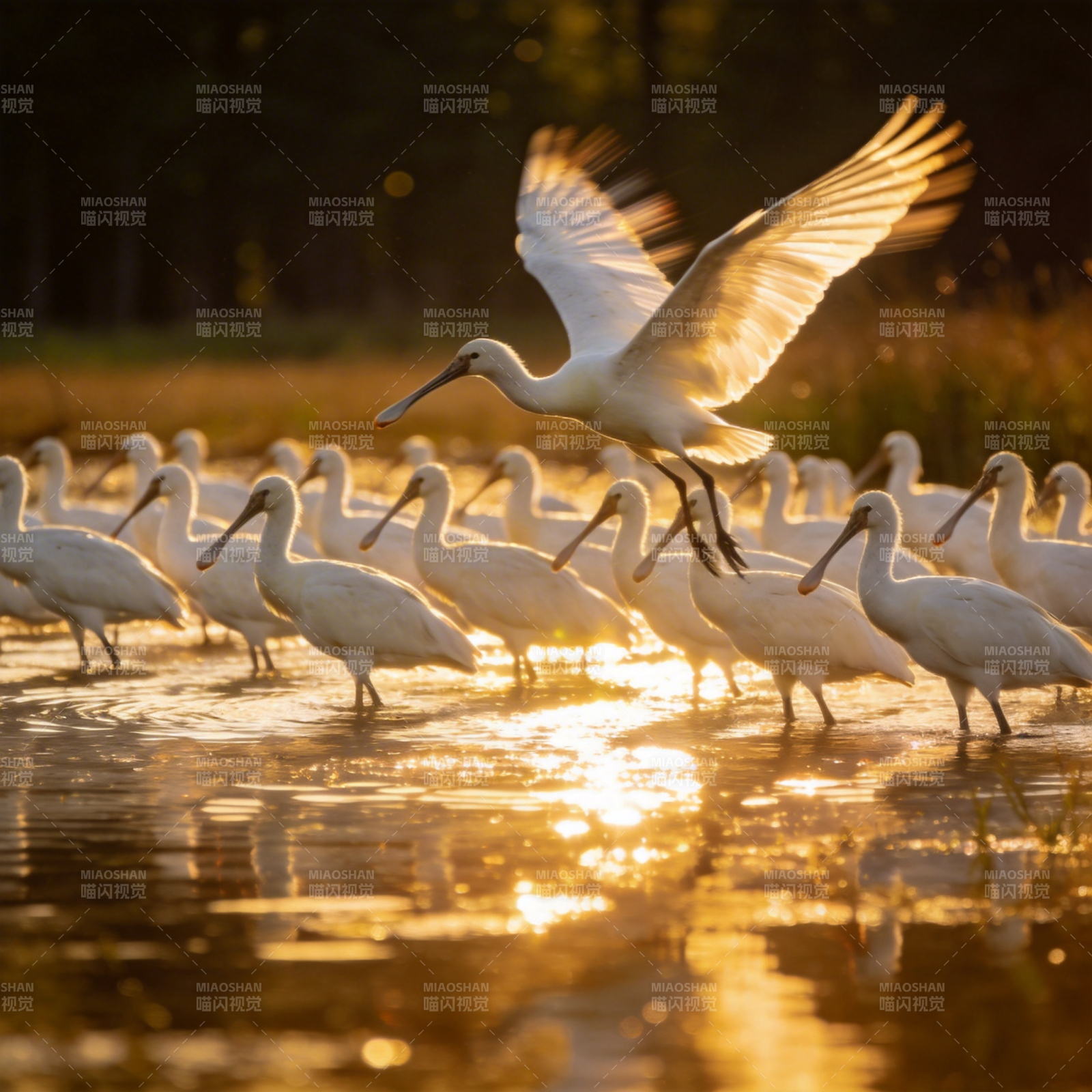 白鹭群飞水光中图片