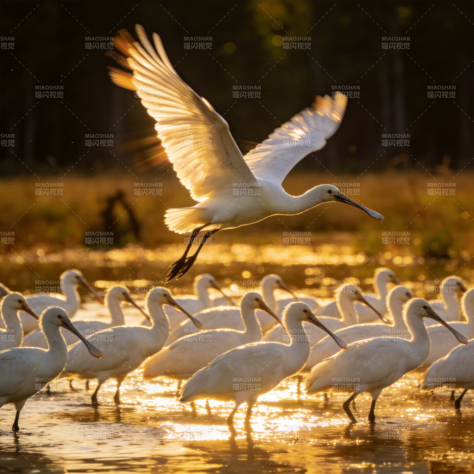 白鹭群飞水边图片