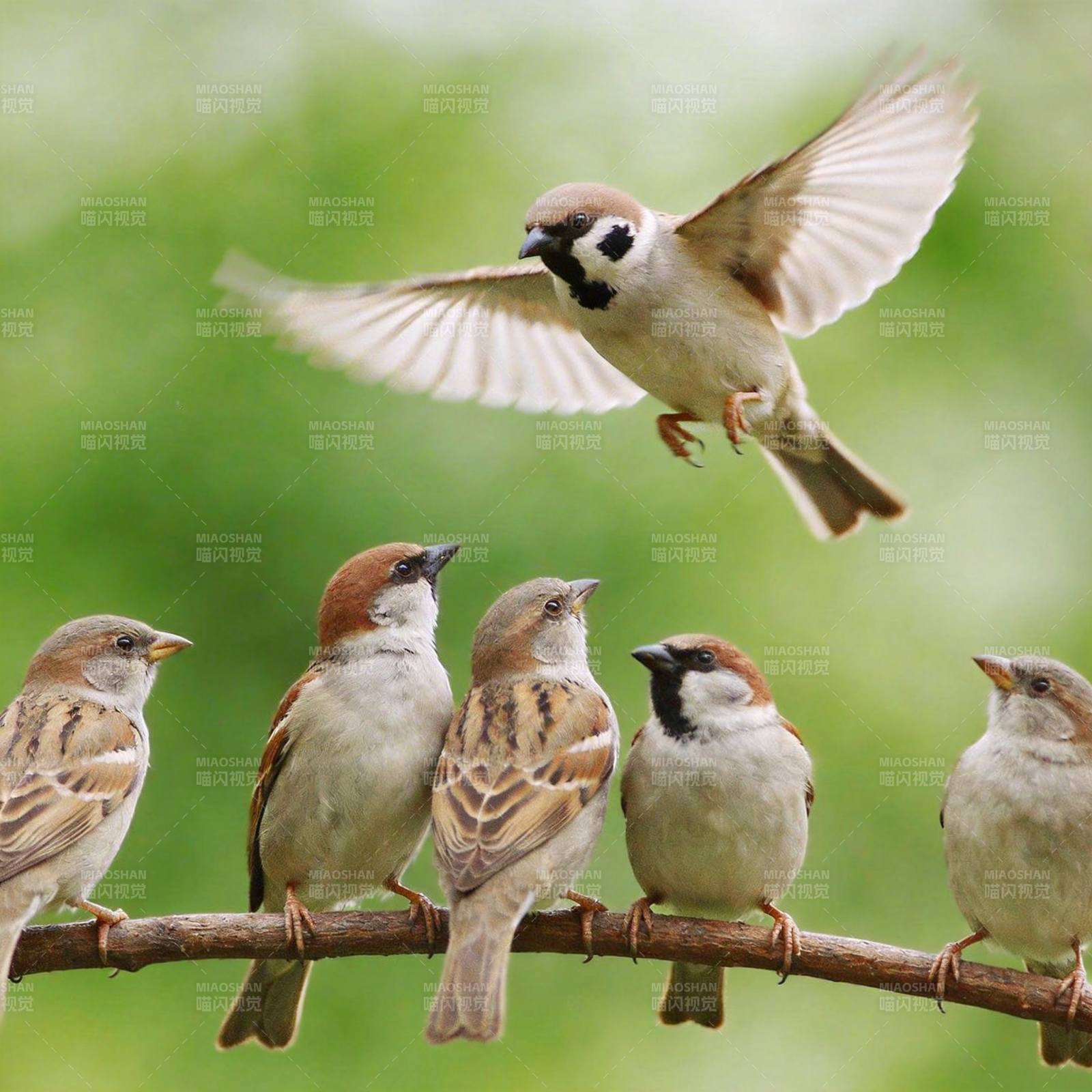 麻雀群栖枝头图片