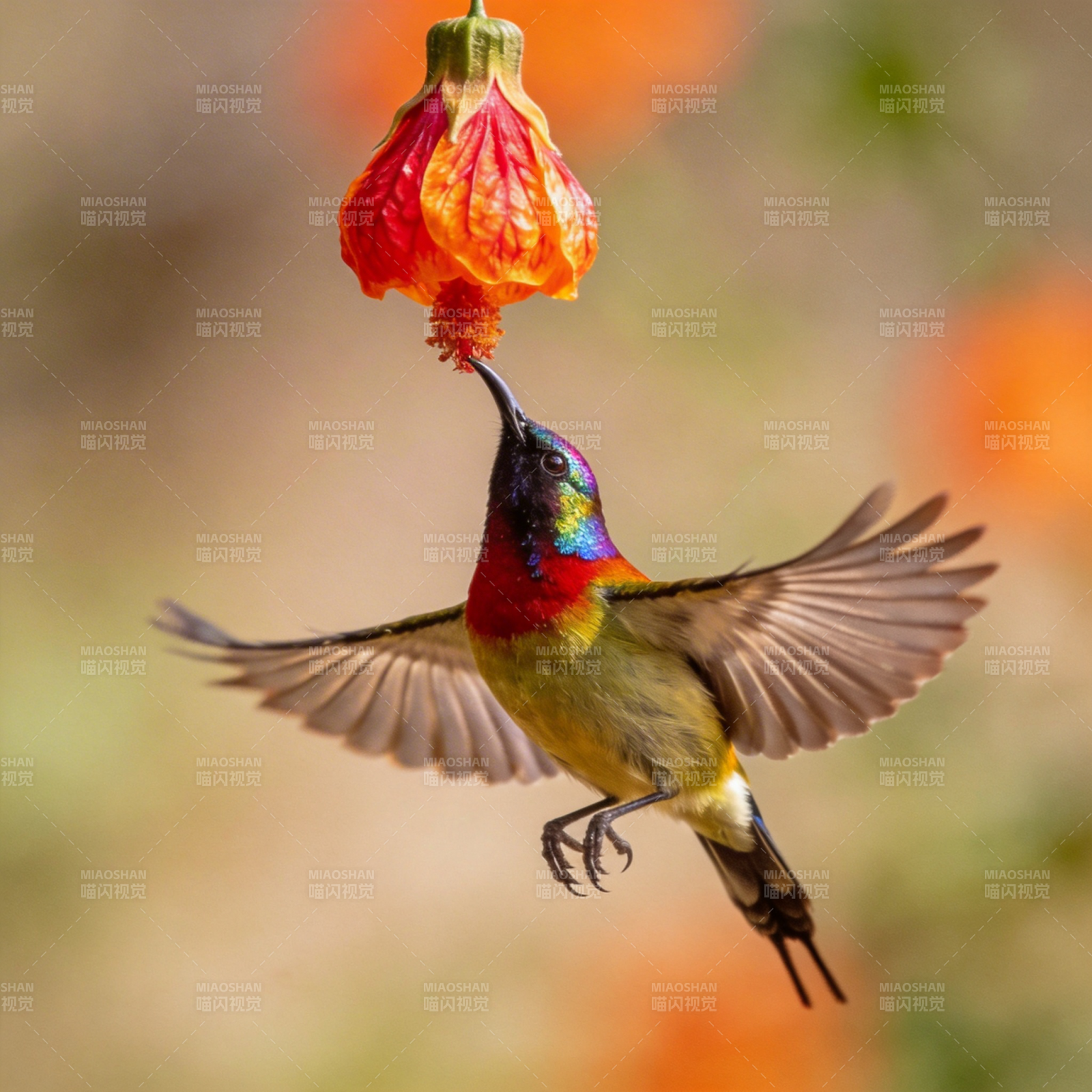 蜂鸟采蜜瞬间图片