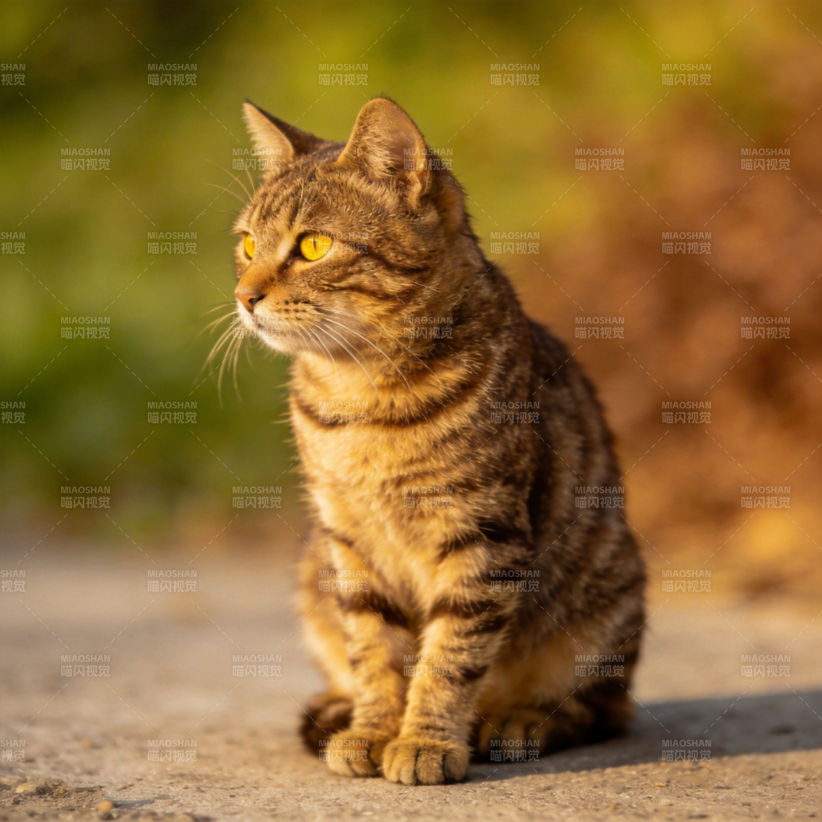 虎斑猫静坐凝望图片