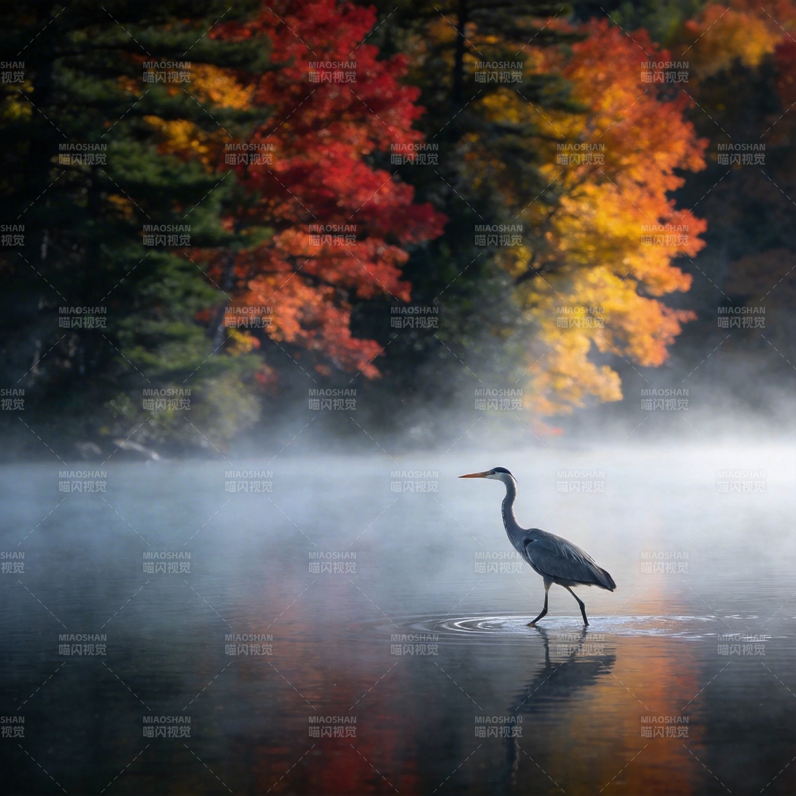 秋雾湖鹭图片