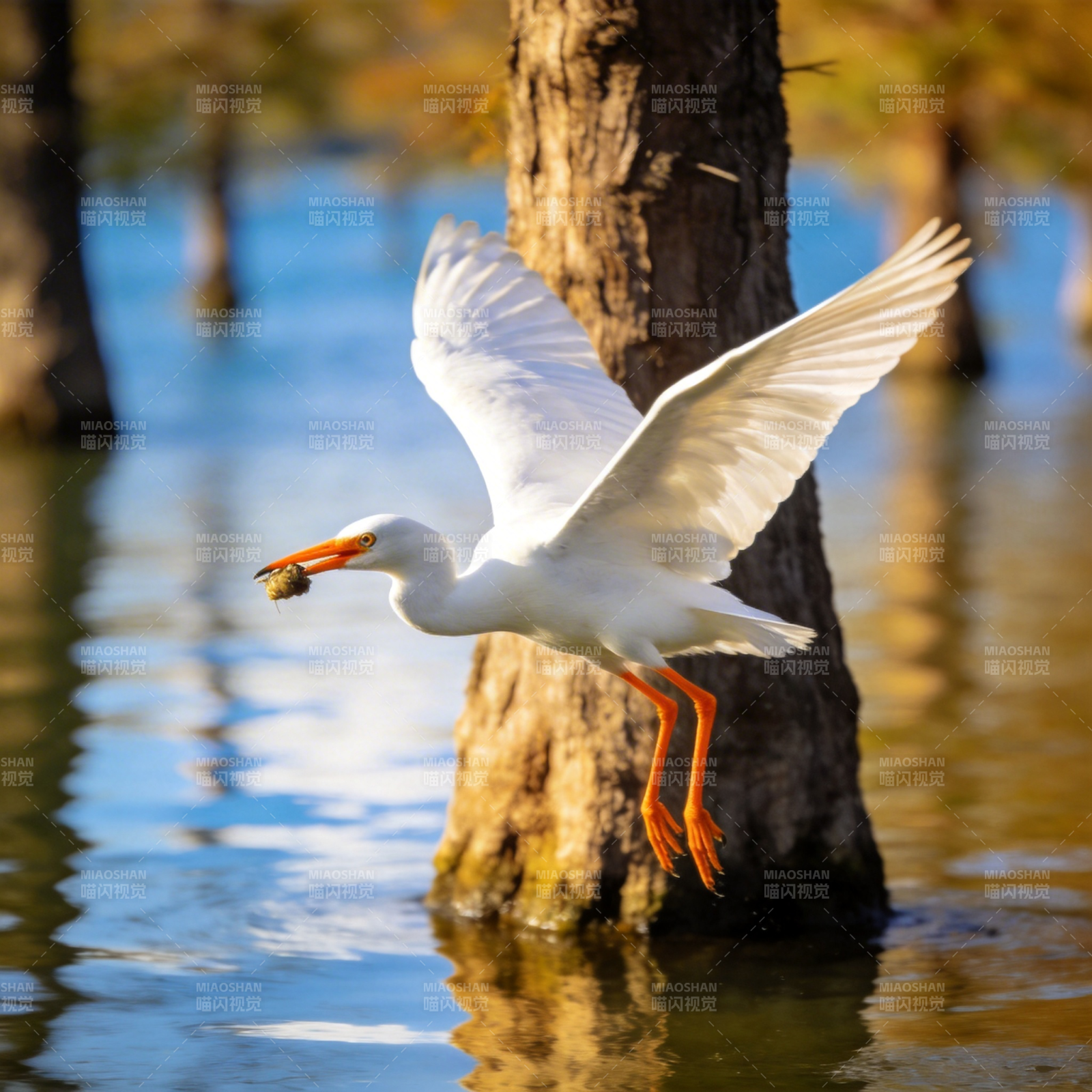 白鹭捕食瞬间图片