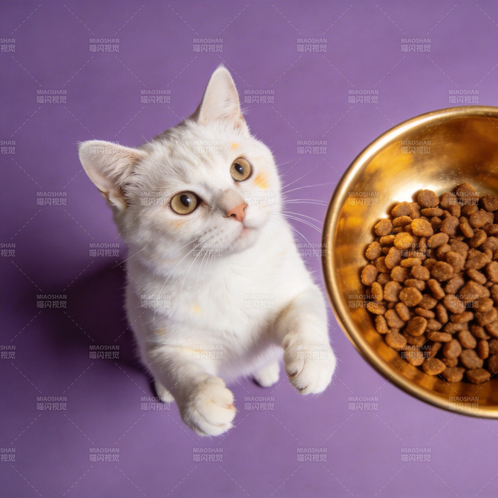 白猫望食盆图片