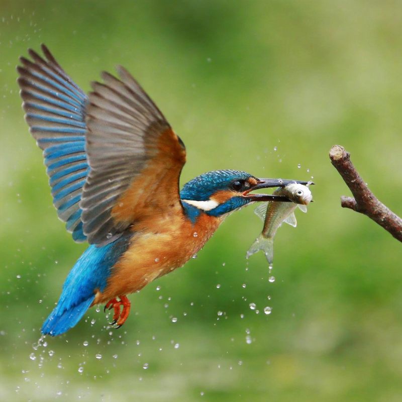 翠鸟捕鱼瞬间图片