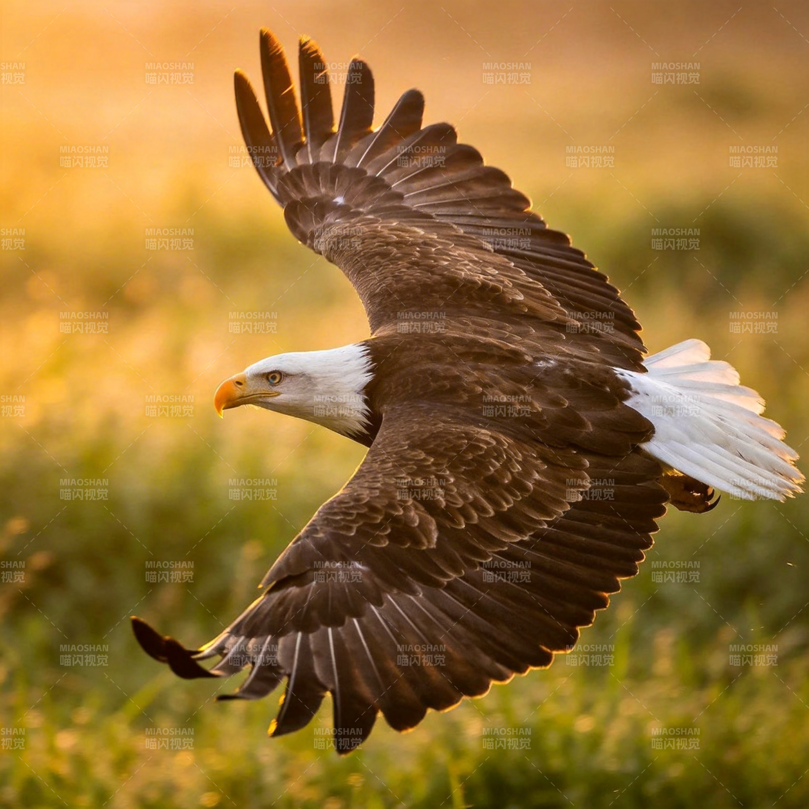 雄鹰展翅翱翔图片