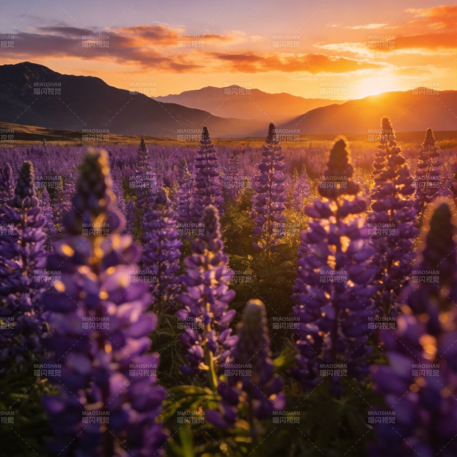 紫花映夕阳图片