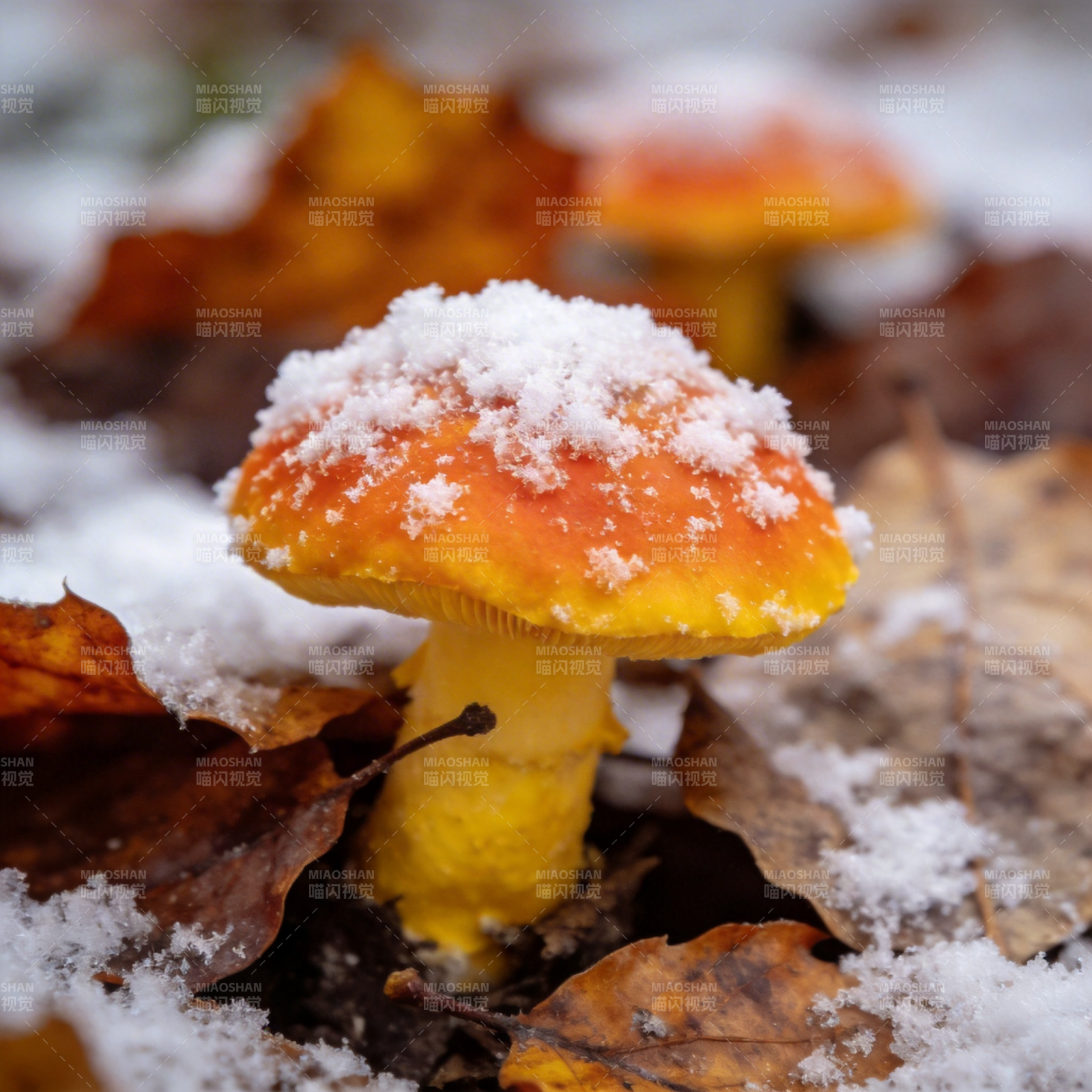 雪覆橙菇图片