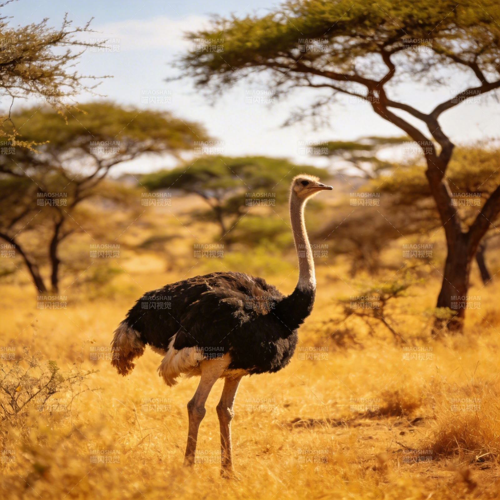 草原上的鸵鸟图片