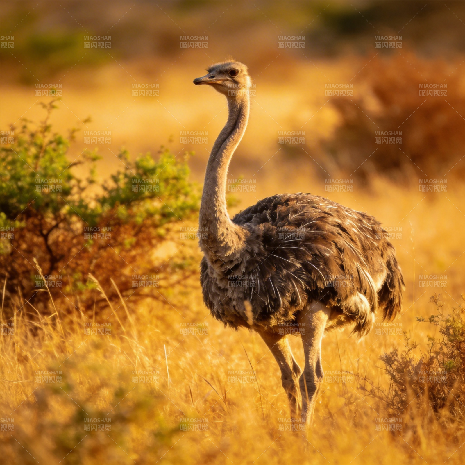 草原上的鸵鸟图片