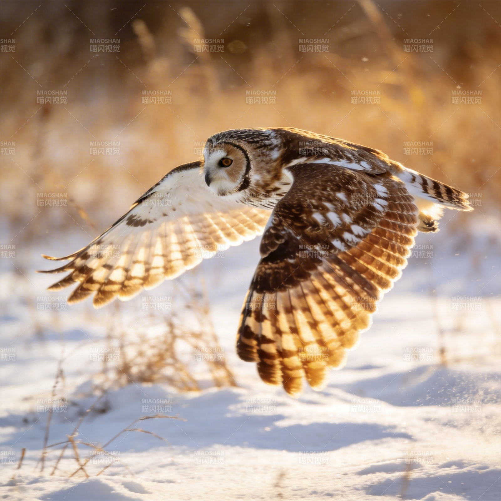 雪地翱翔的猫头鹰图片
