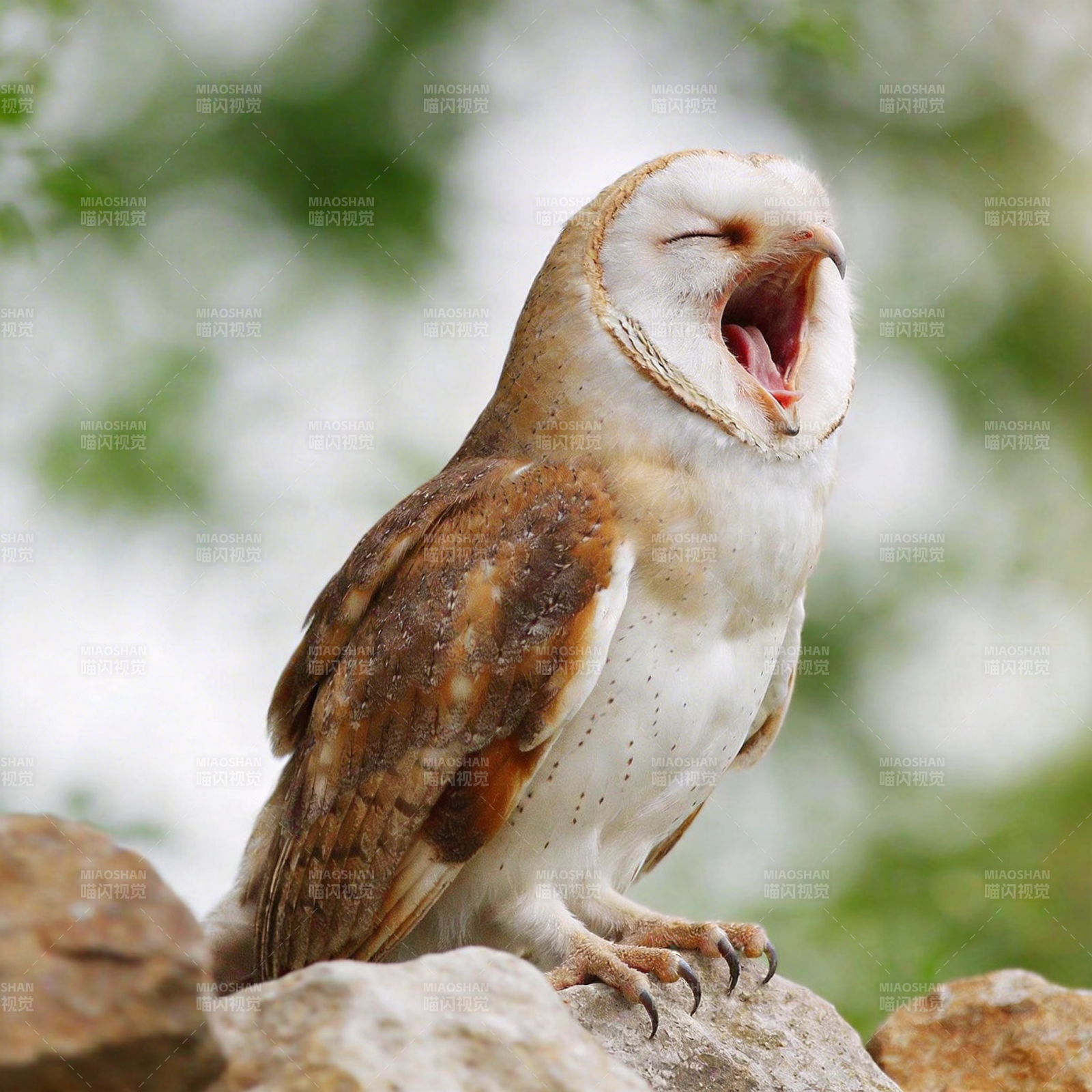 猫头鹰打哈欠图片