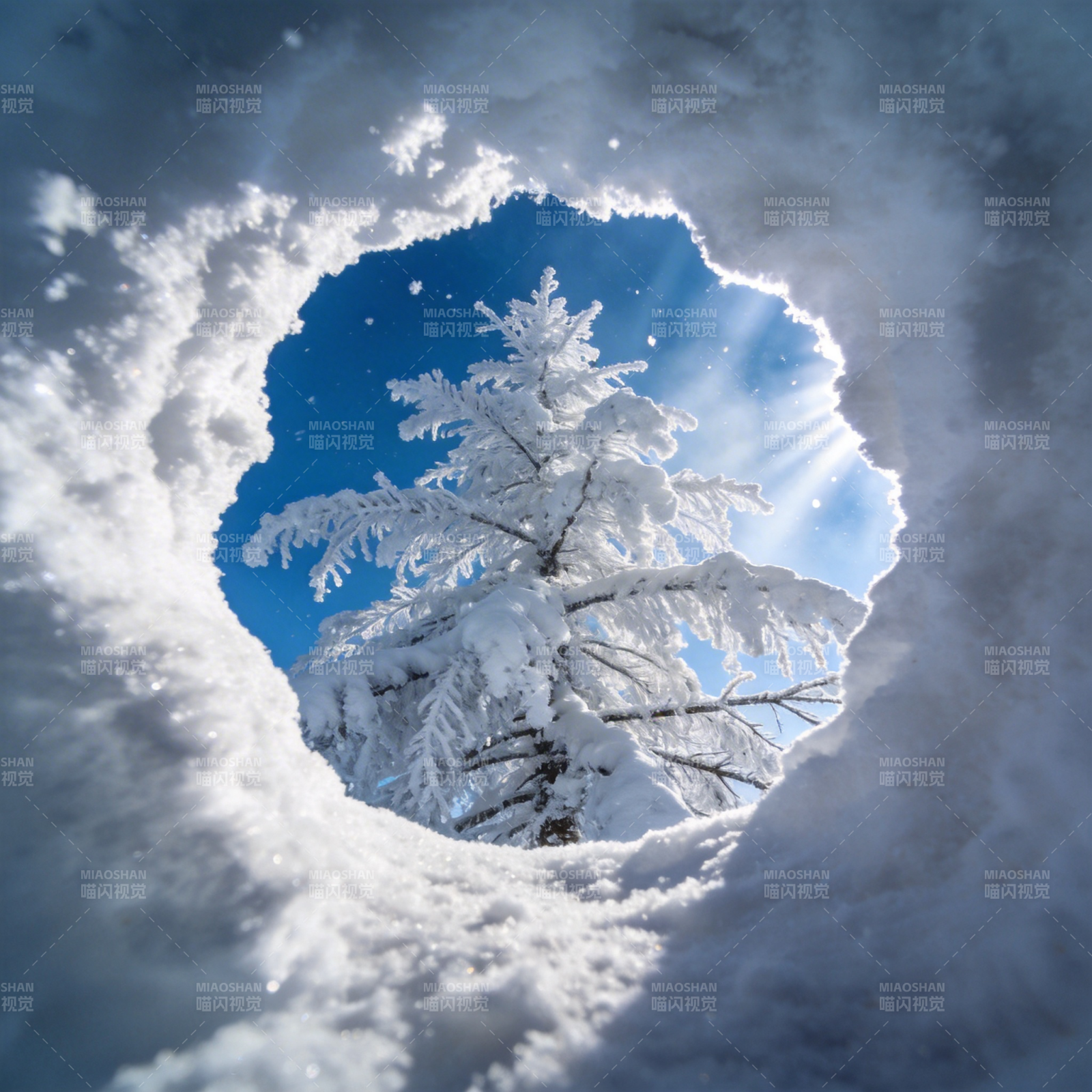 雪洞中的松树图片