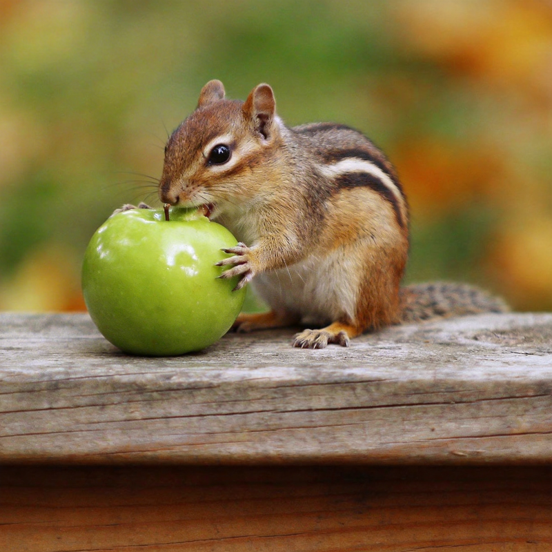 松鼠啃苹果图片