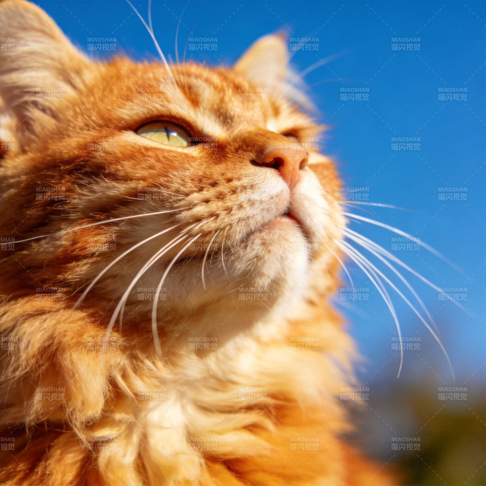 橙猫仰望蓝天图片