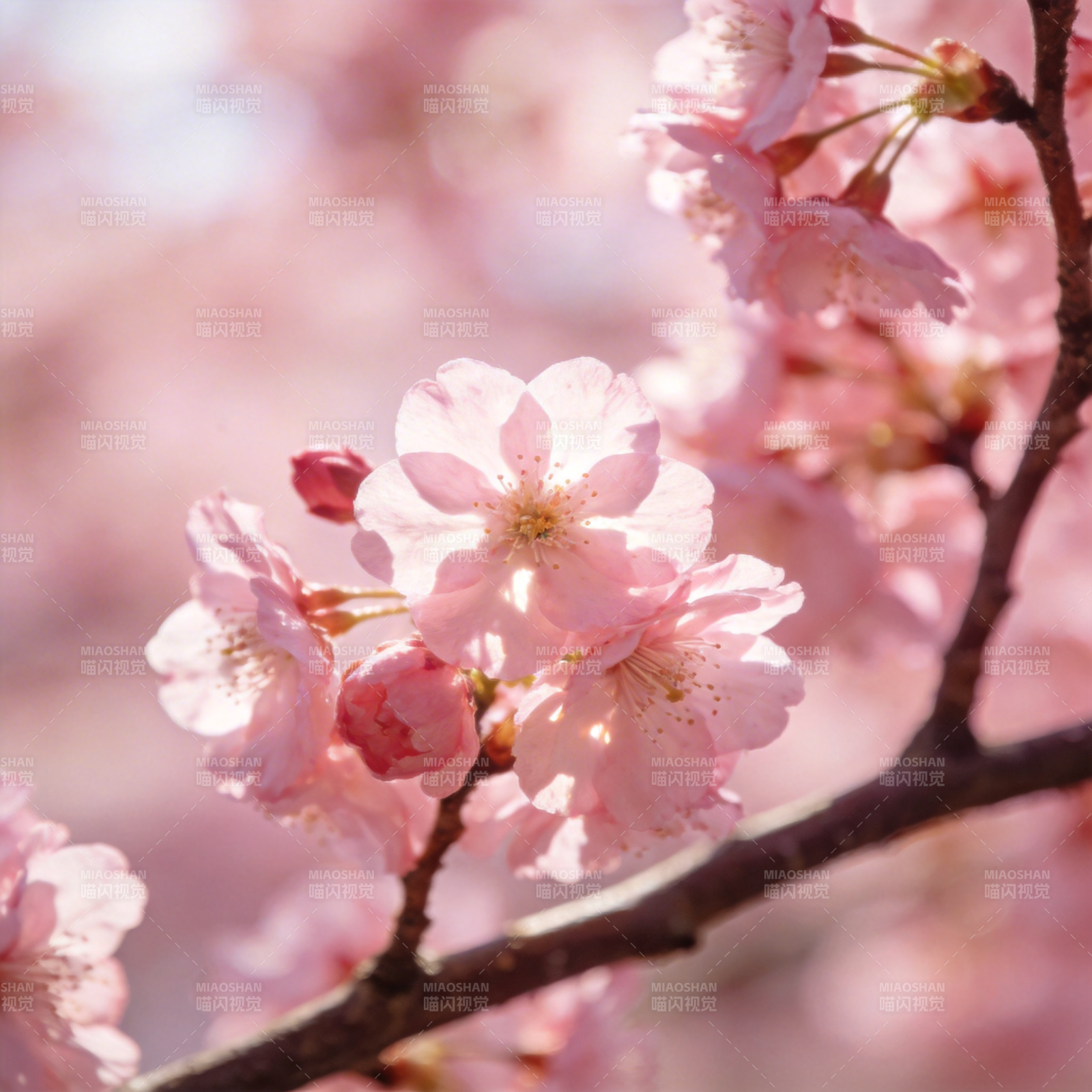 樱花绽放春意浓图片