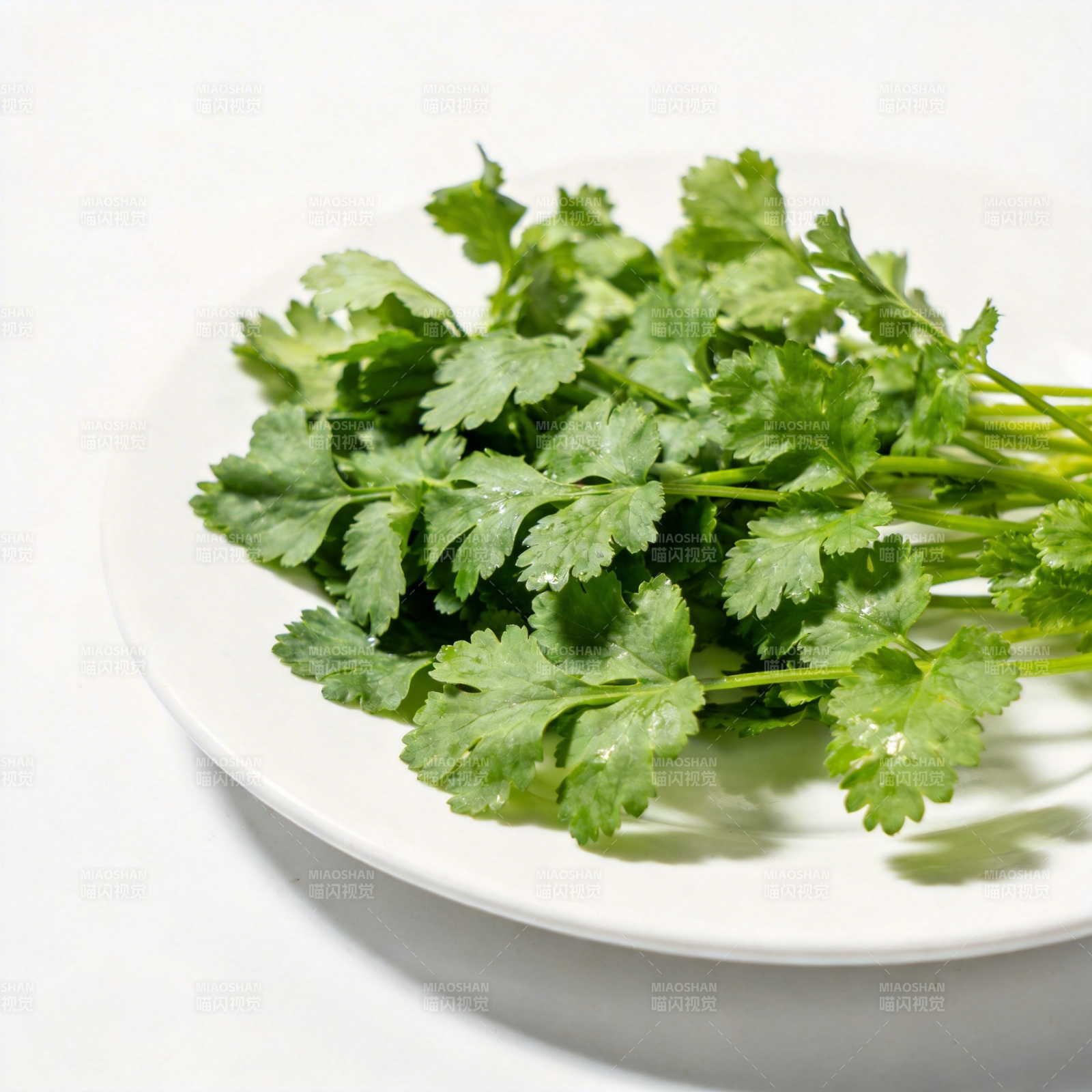 新鲜香菜特写图片