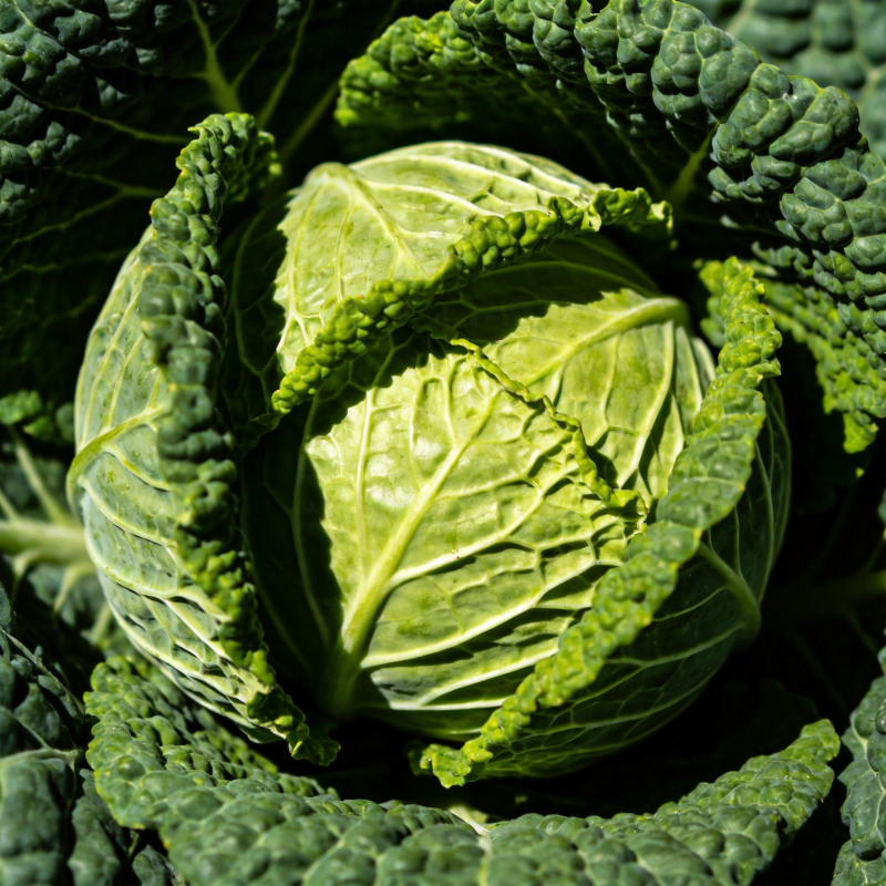 卷心菜特写图片