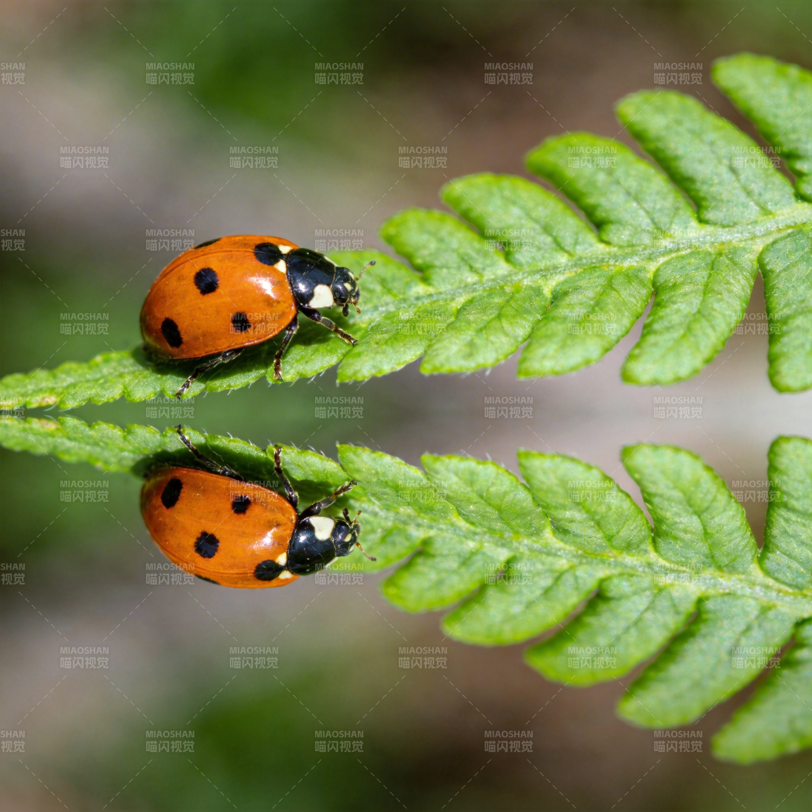 瓢虫栖息绿叶上图片