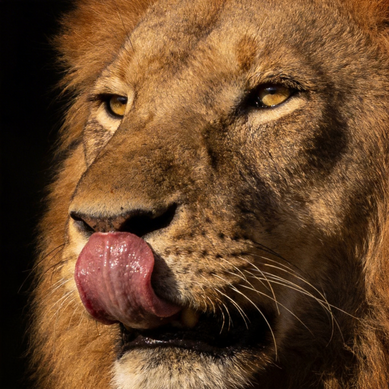 雄狮舔唇特写图片
