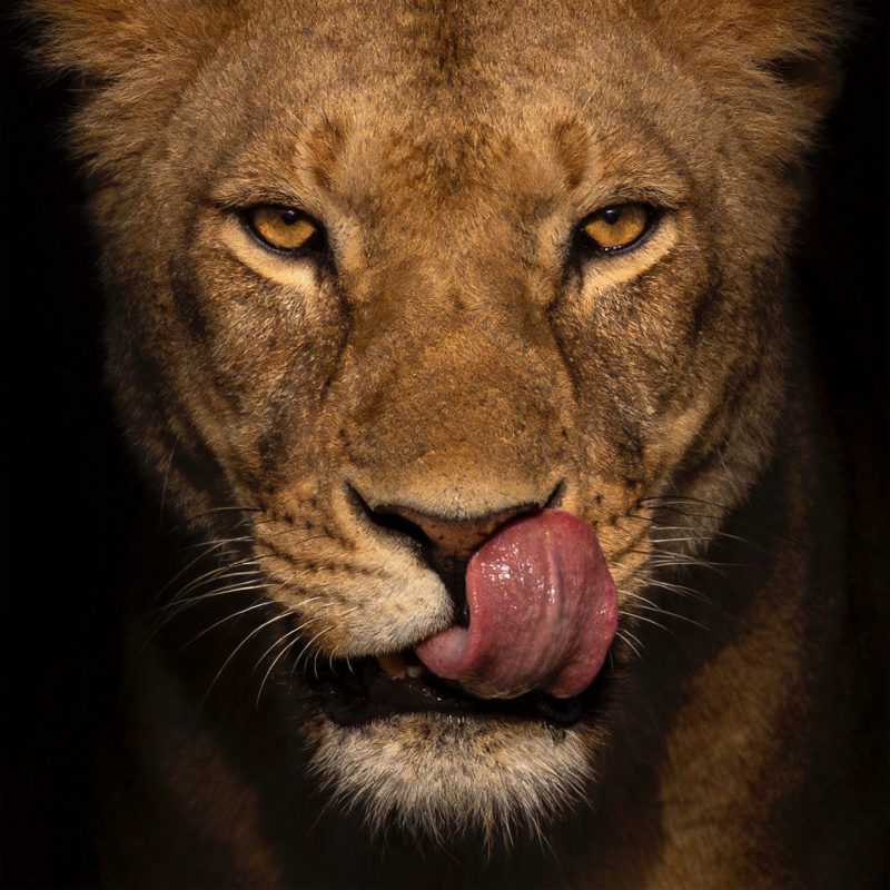狮子舔唇特写图片