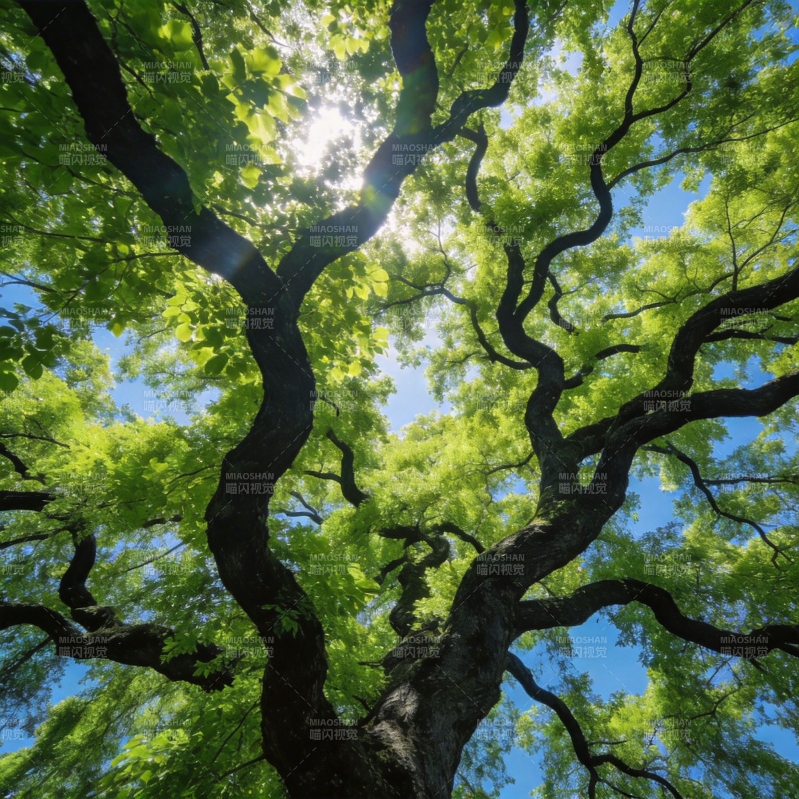 树冠下的阳光图片