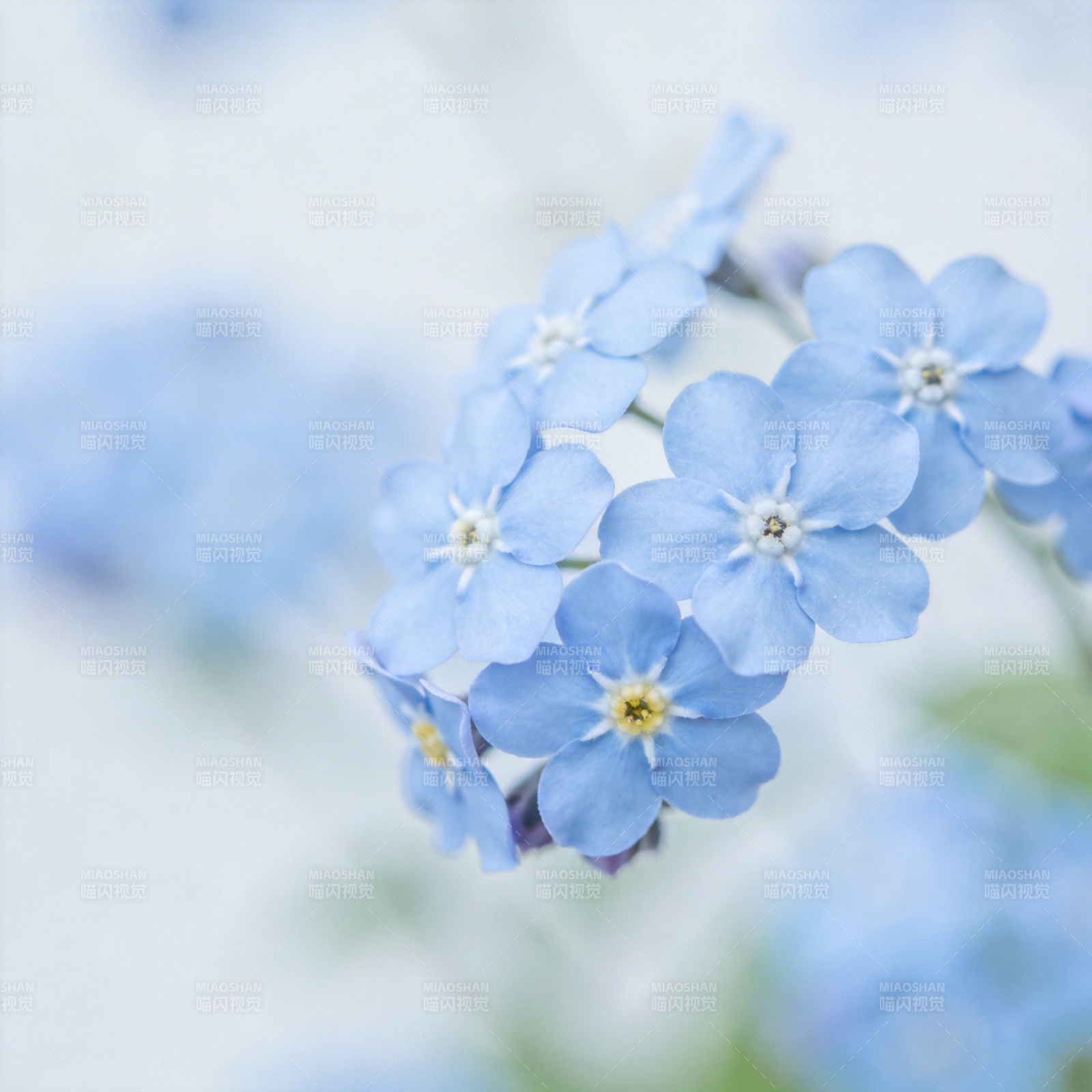 淡蓝勿忘我花丛图片