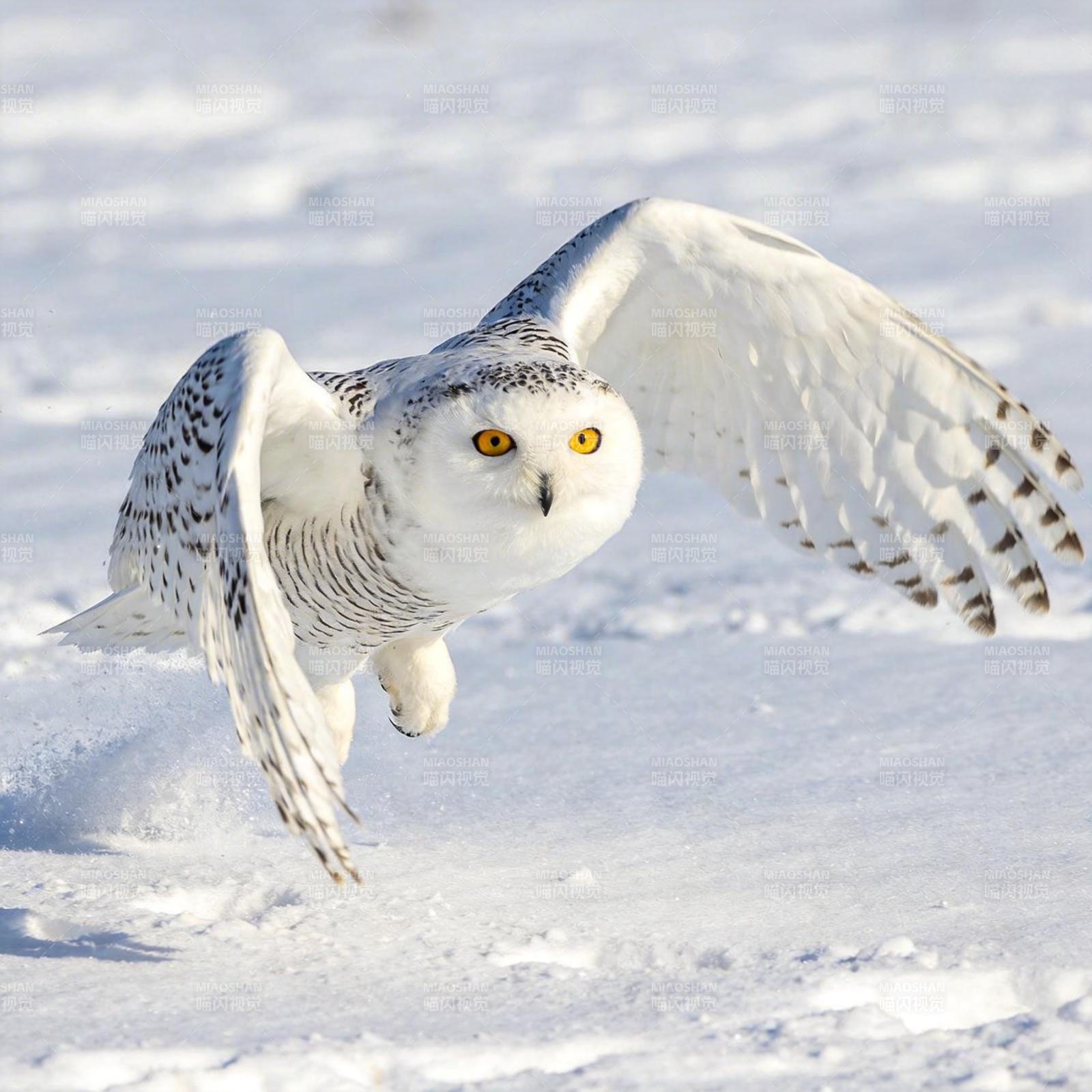 雪鸮翱翔于雪原图片
