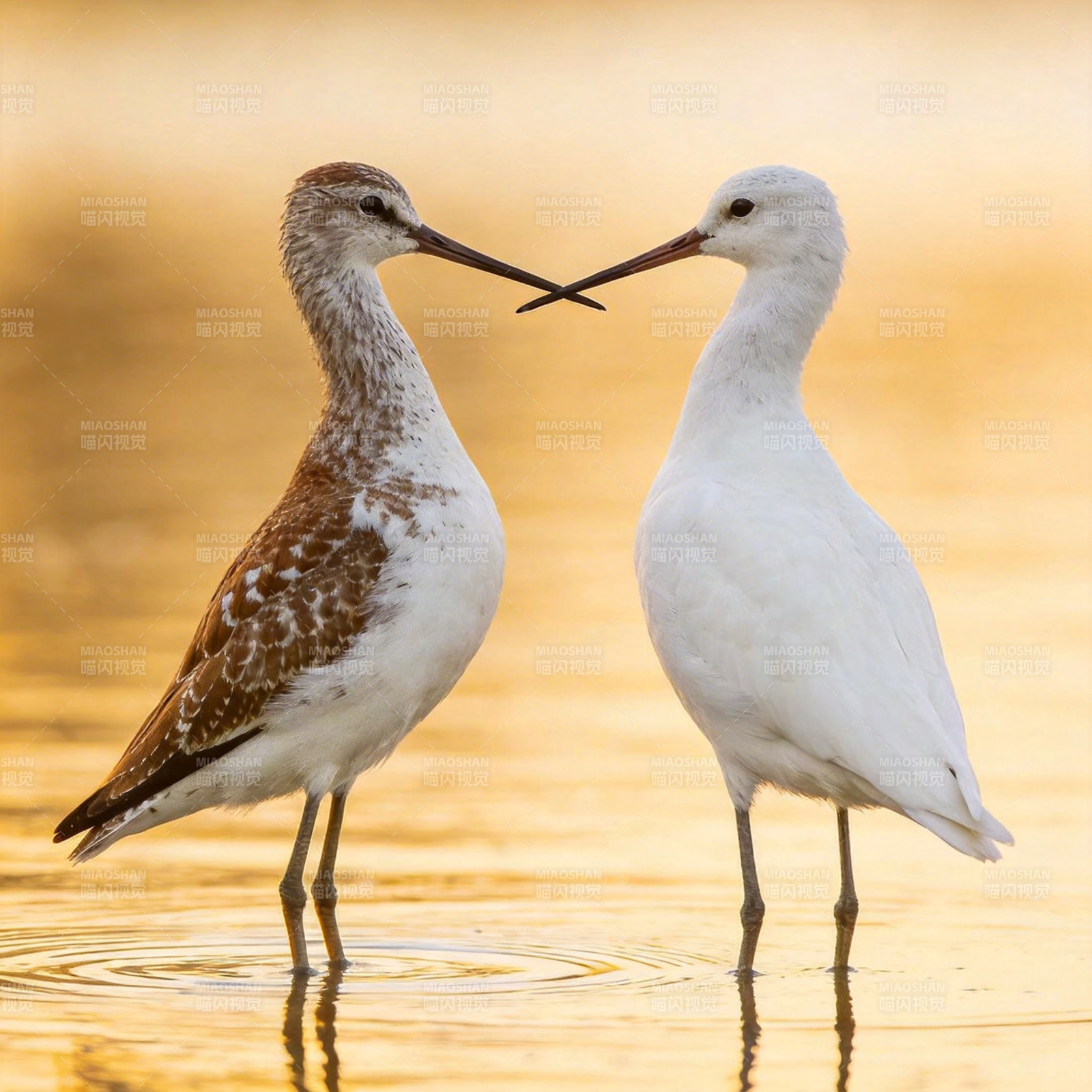 双鸟相依水边图片