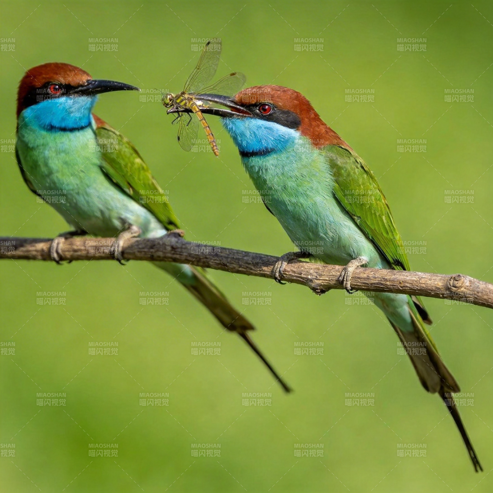 蜂鸟捕蜻蜓图片