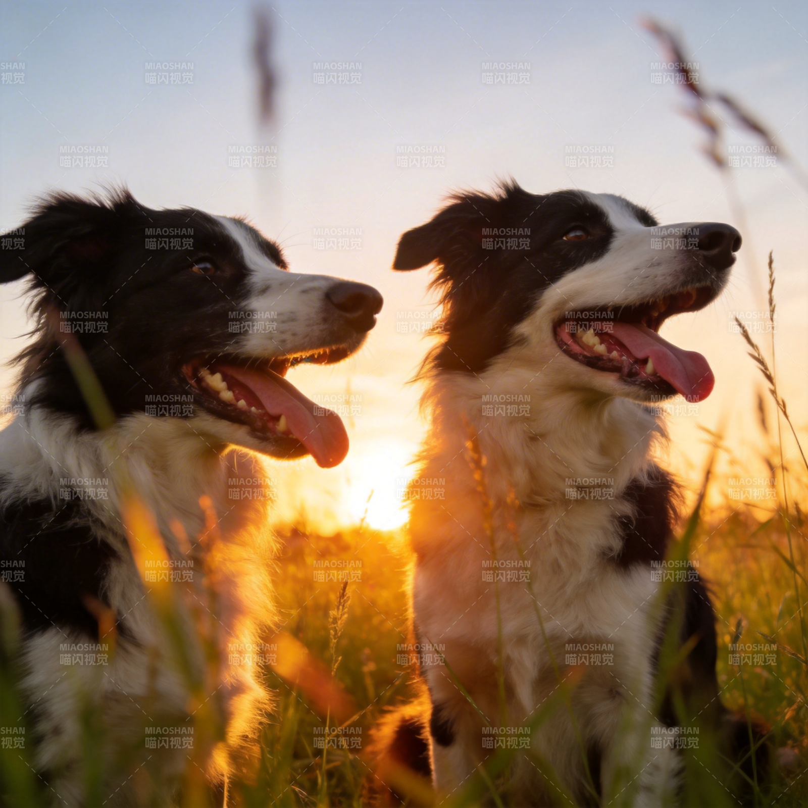 双犬夕阳共赏图片