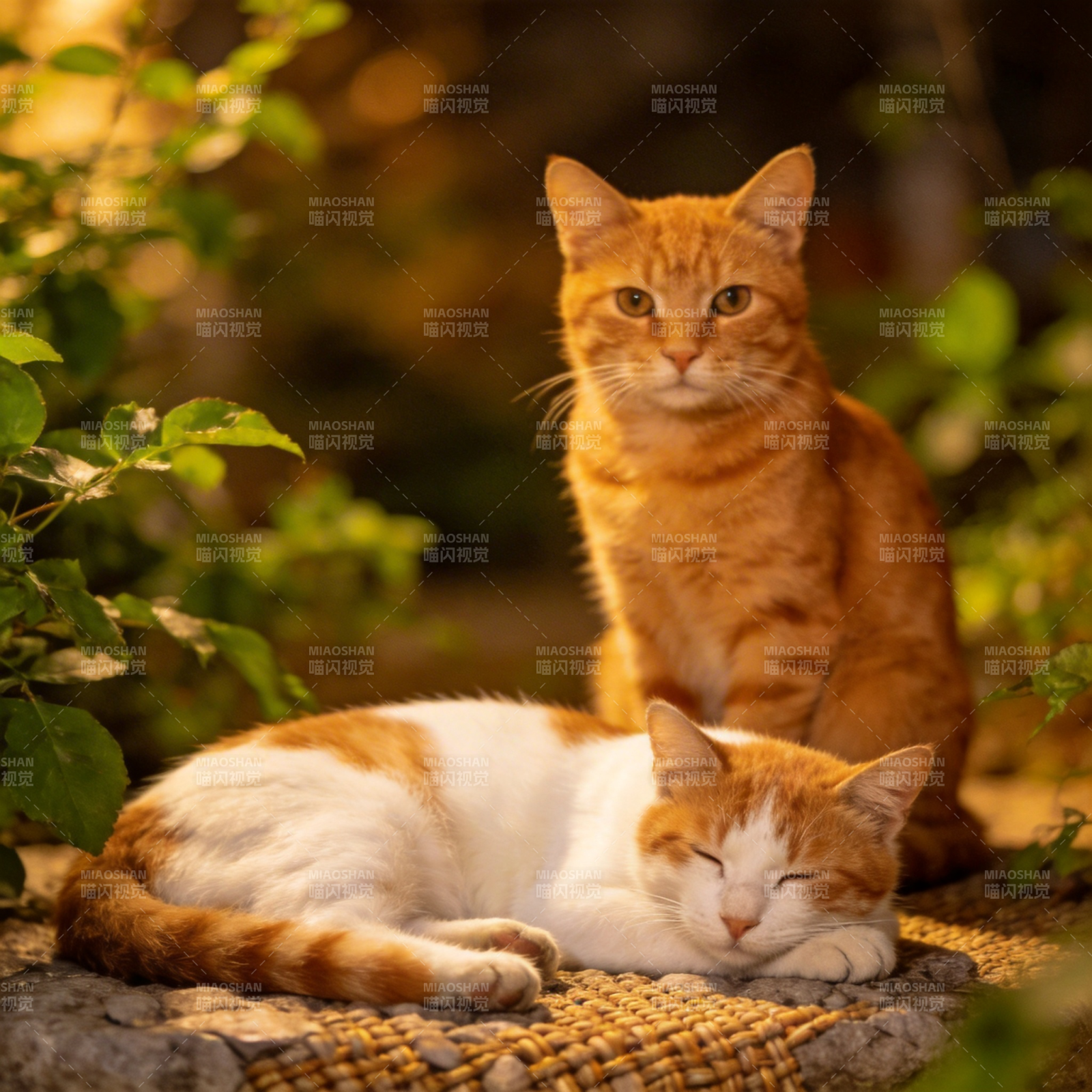 双猫静憩园中图片