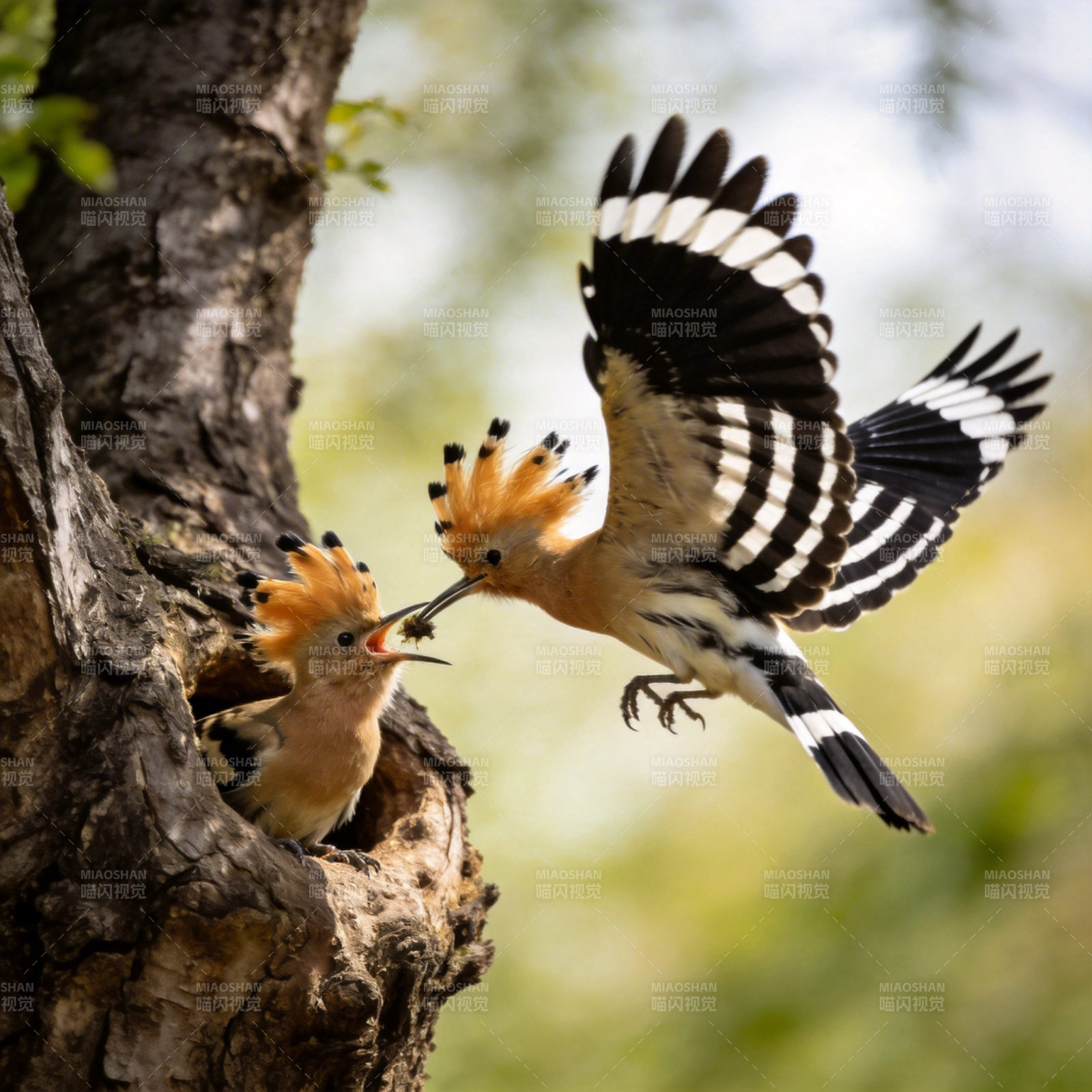 戴胜鸟喂雏图片
