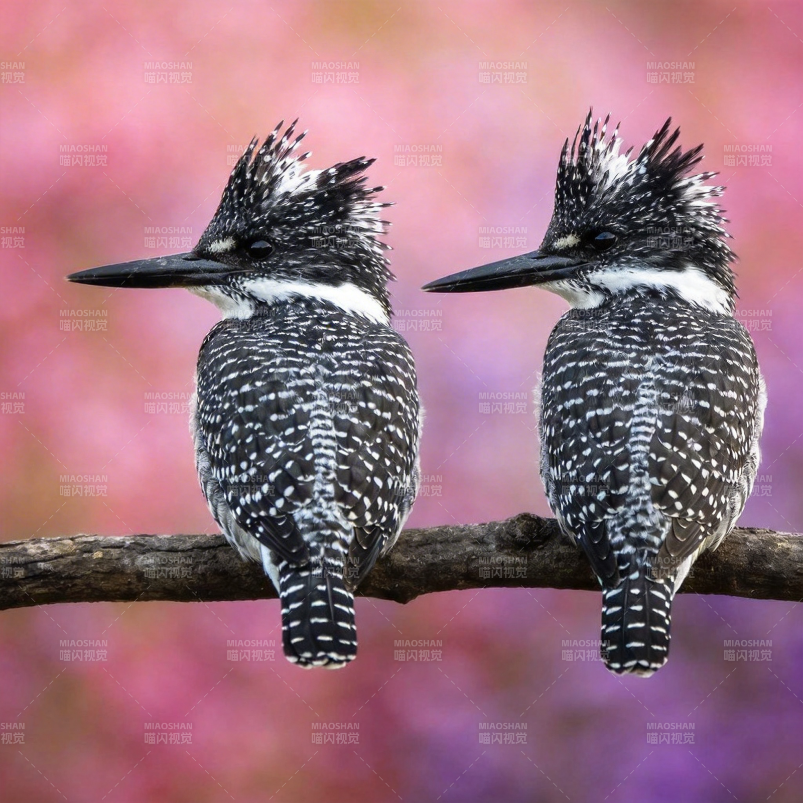 双鸟栖枝 花影相伴图片