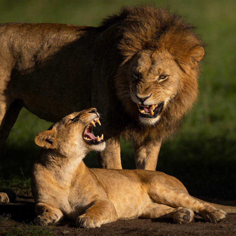 狮王与母狮对峙图片