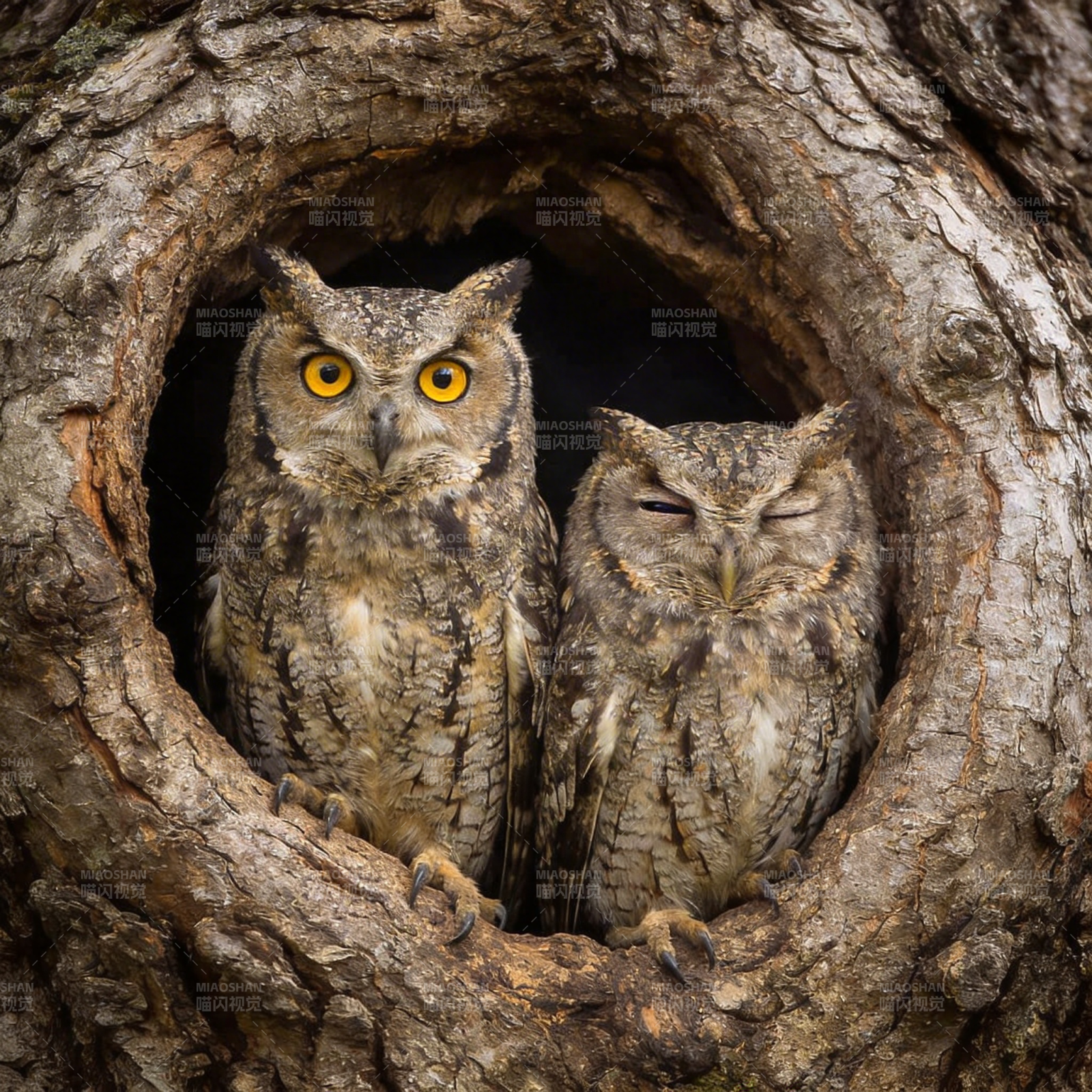 树洞双鸮图片