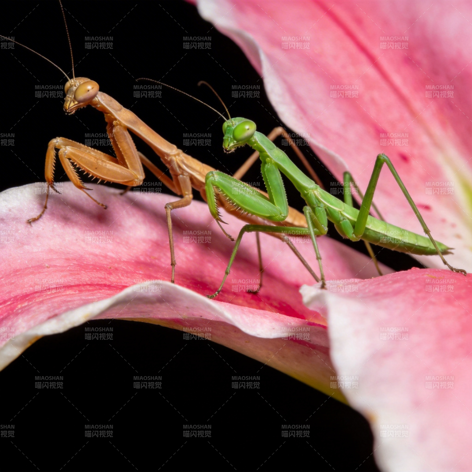 双螳共舞花间图片