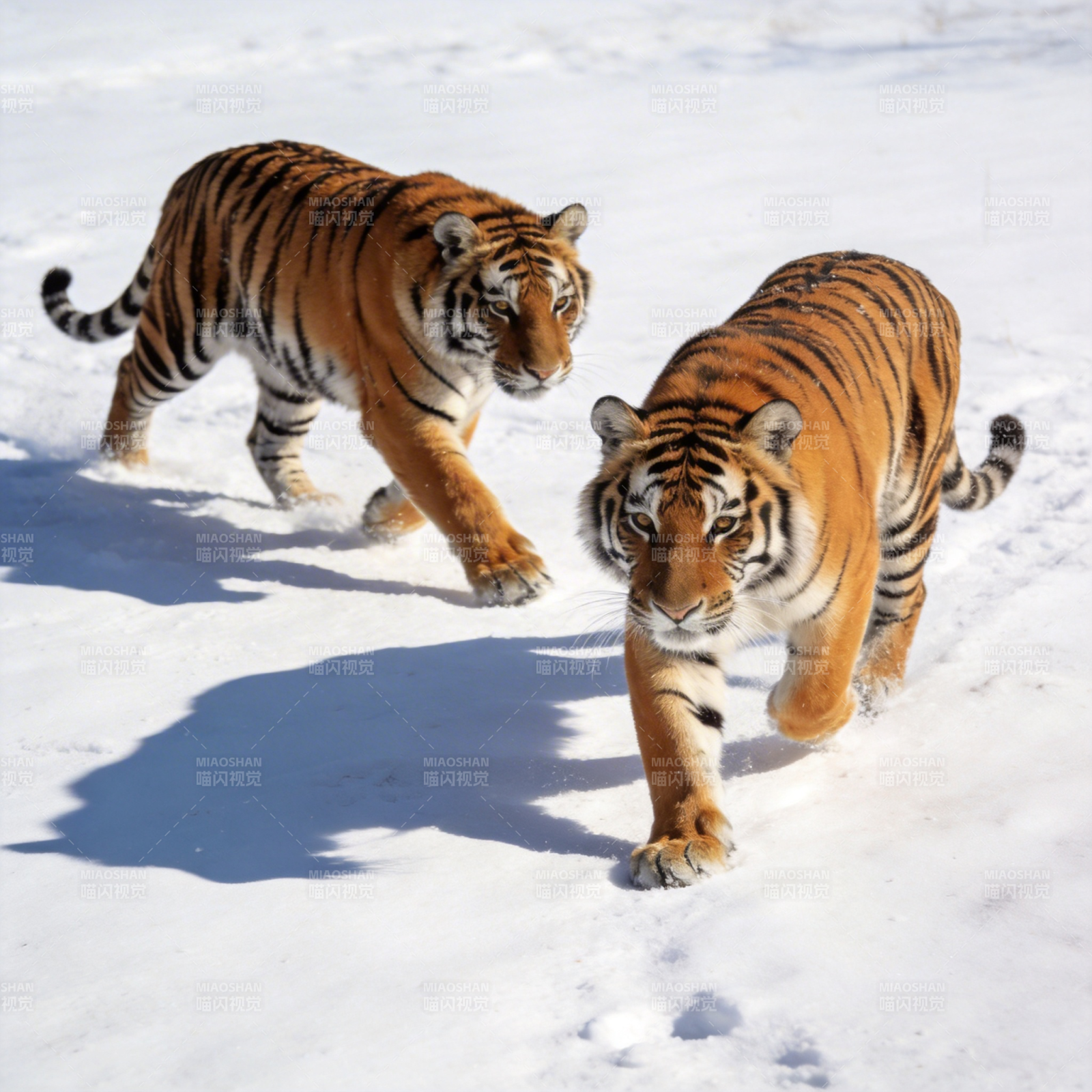 雪地双虎行图片