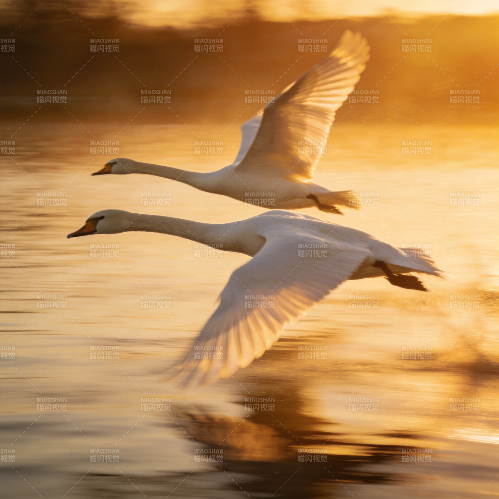 天鹅飞翔湖上图片