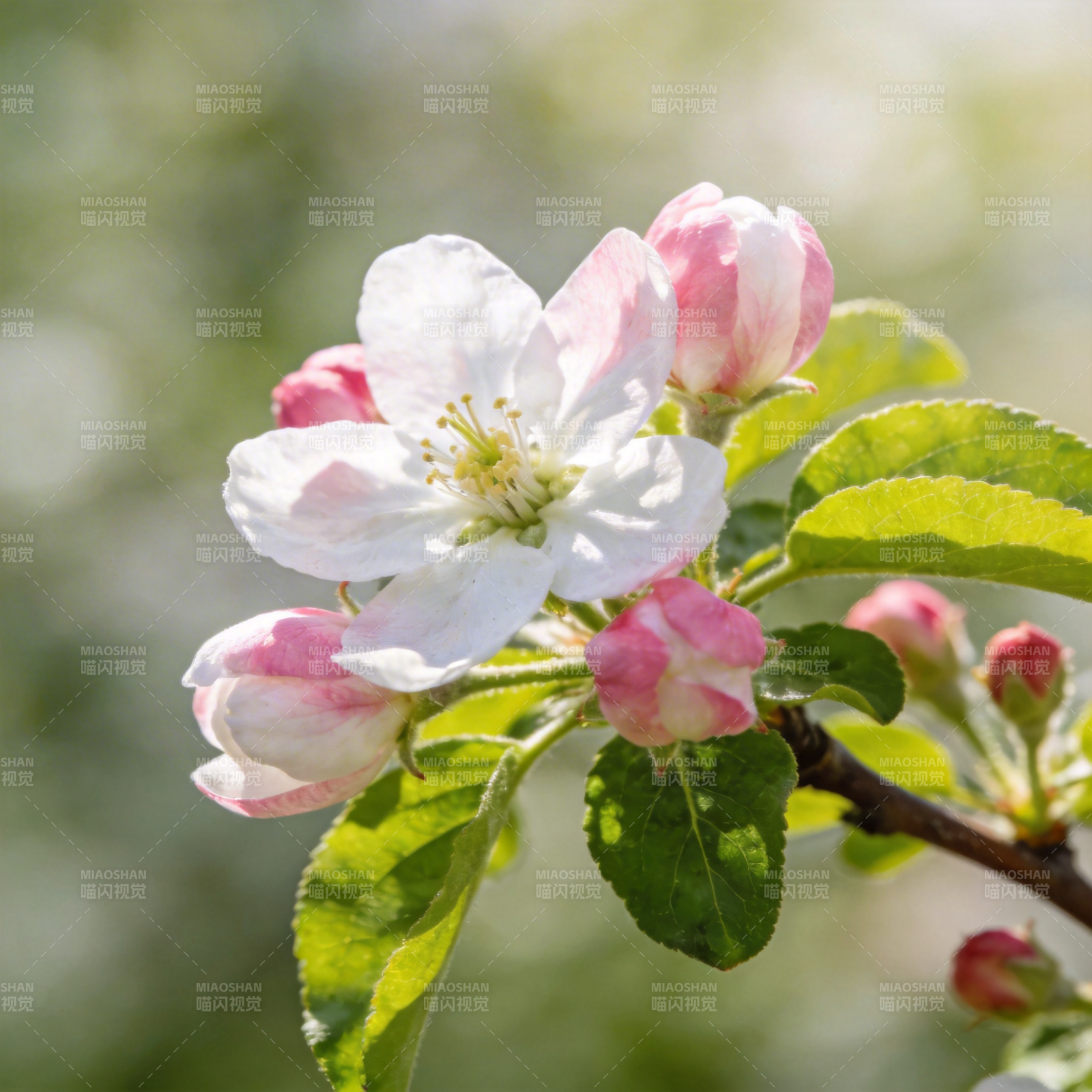 春日花枝绽放图片
